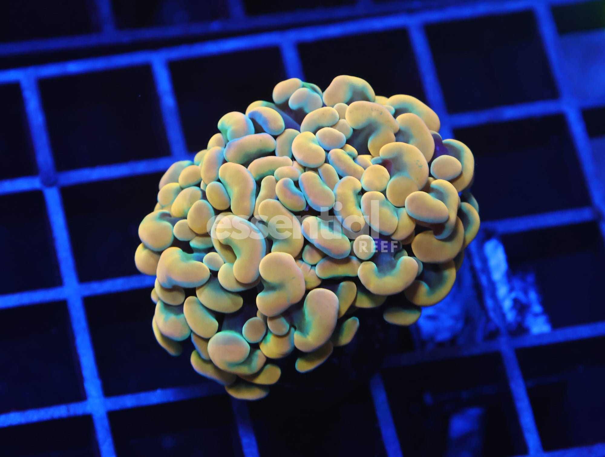 Watermarked - D115 - INDO HAMMER BRANCH GOLD 1 HEAD