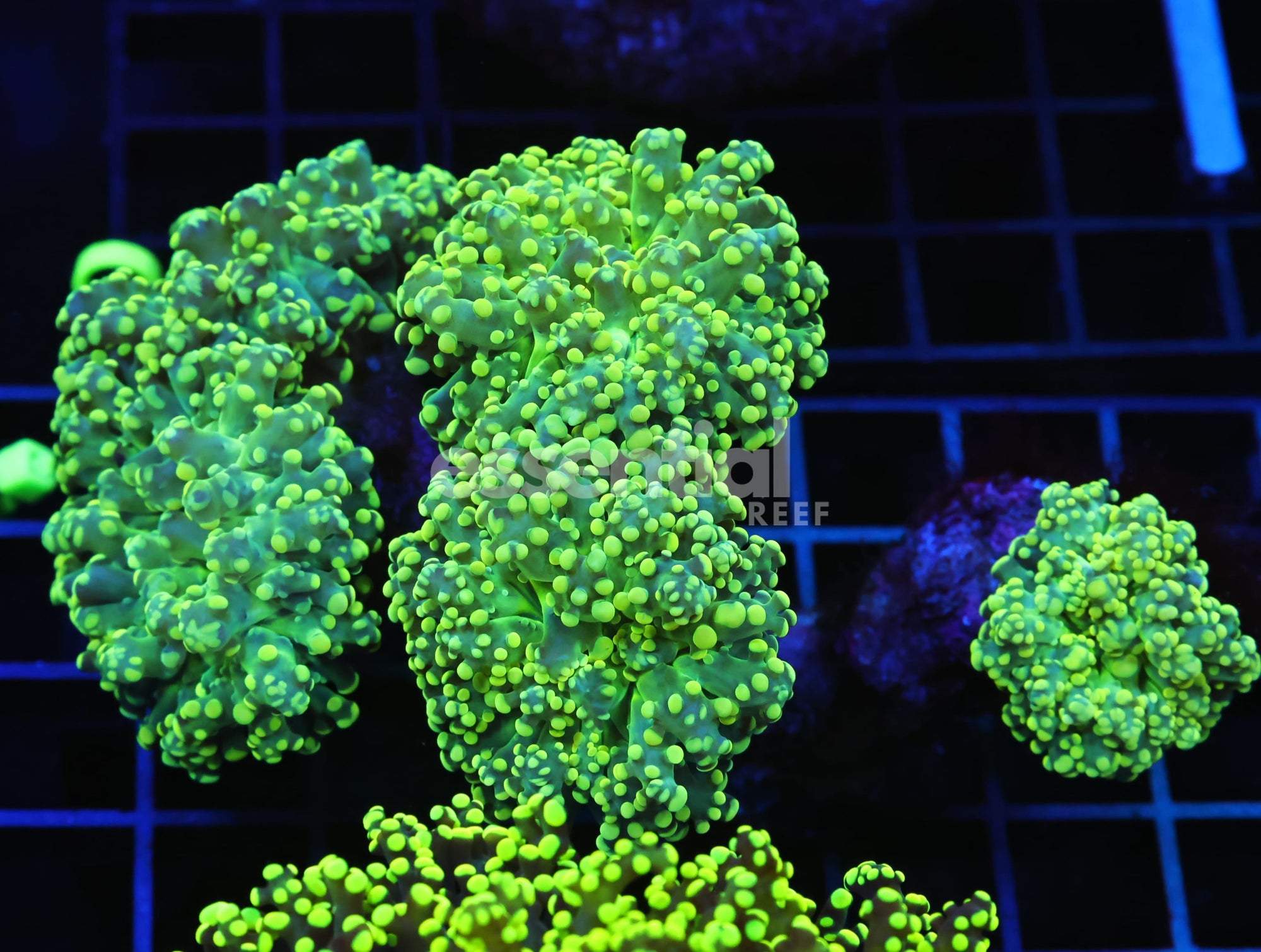 Watermarked - D111 - INDO FROGSPAWN BRANCH GAMMA RAY 5 HEAD