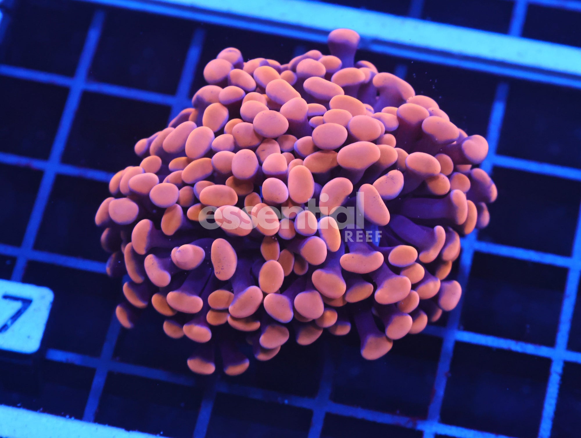 Watermarked - D17 - INDO HAMMER BRANCH ORANGE 2 HEAD