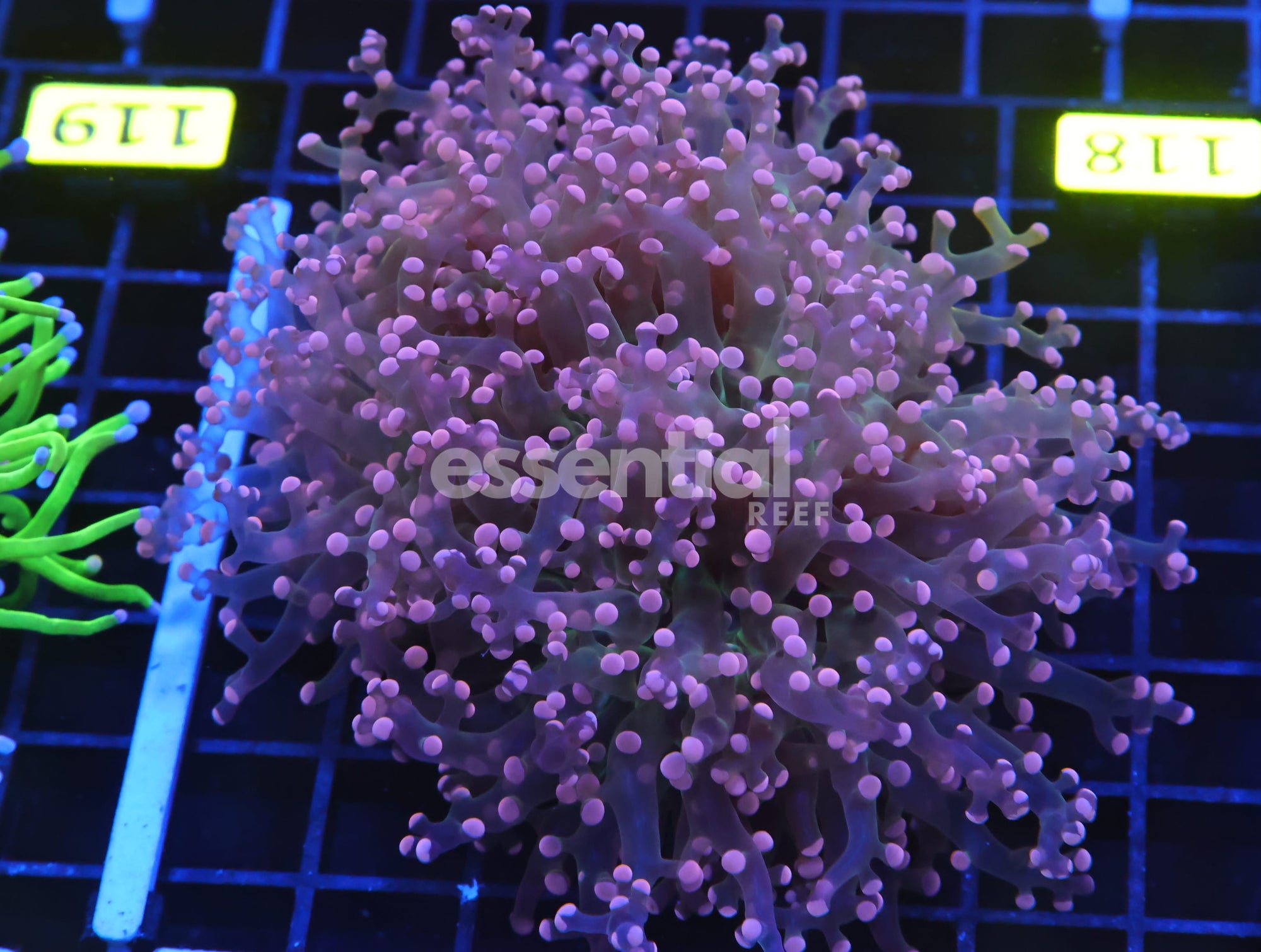 Watermarked - D118 - INDO FROGSPAWN BRANCH ORANGE 3 HEAD
