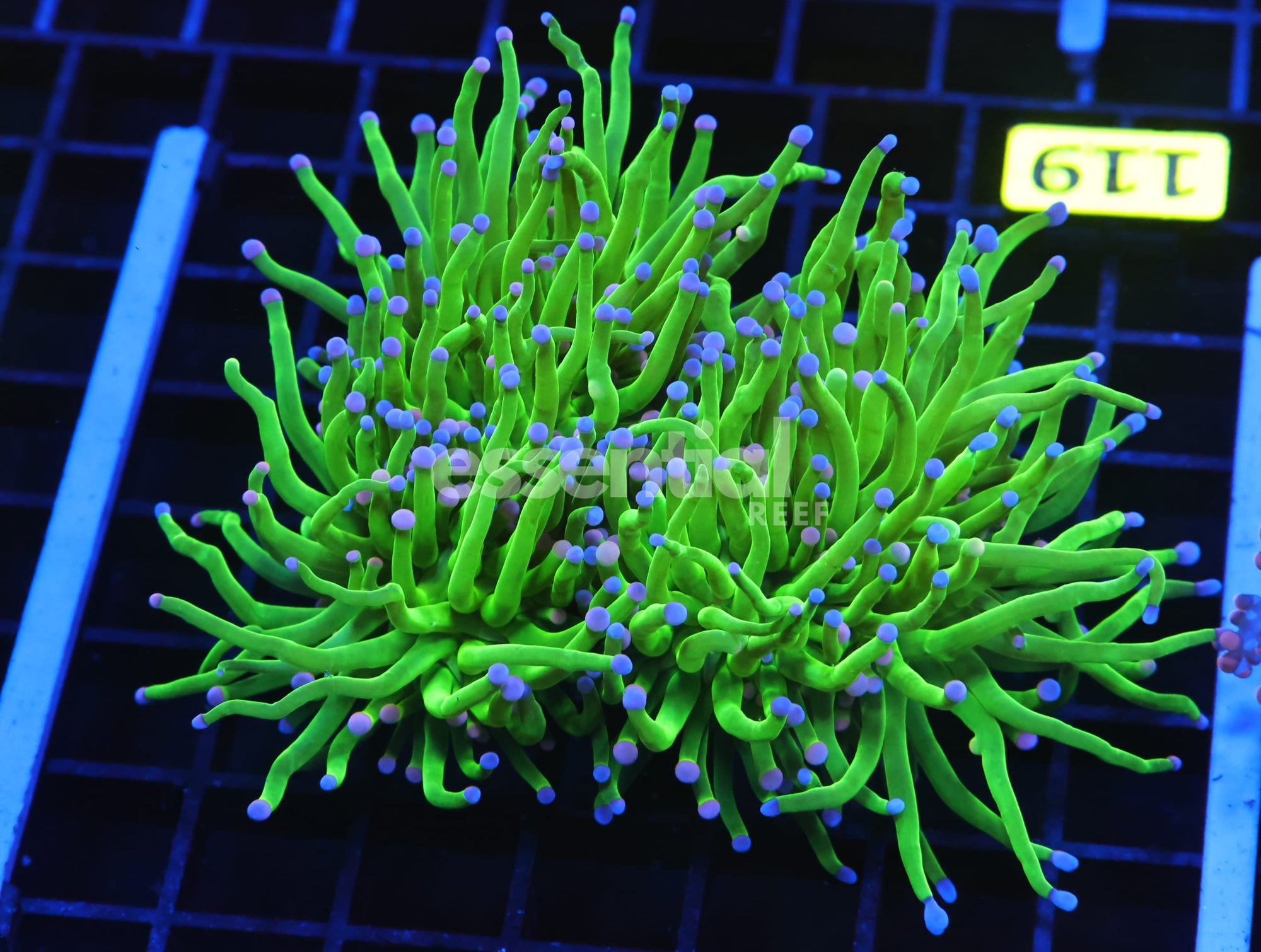 Watermarked - D119 - INDO TORCH GREEN VARIANT 3 HEAD