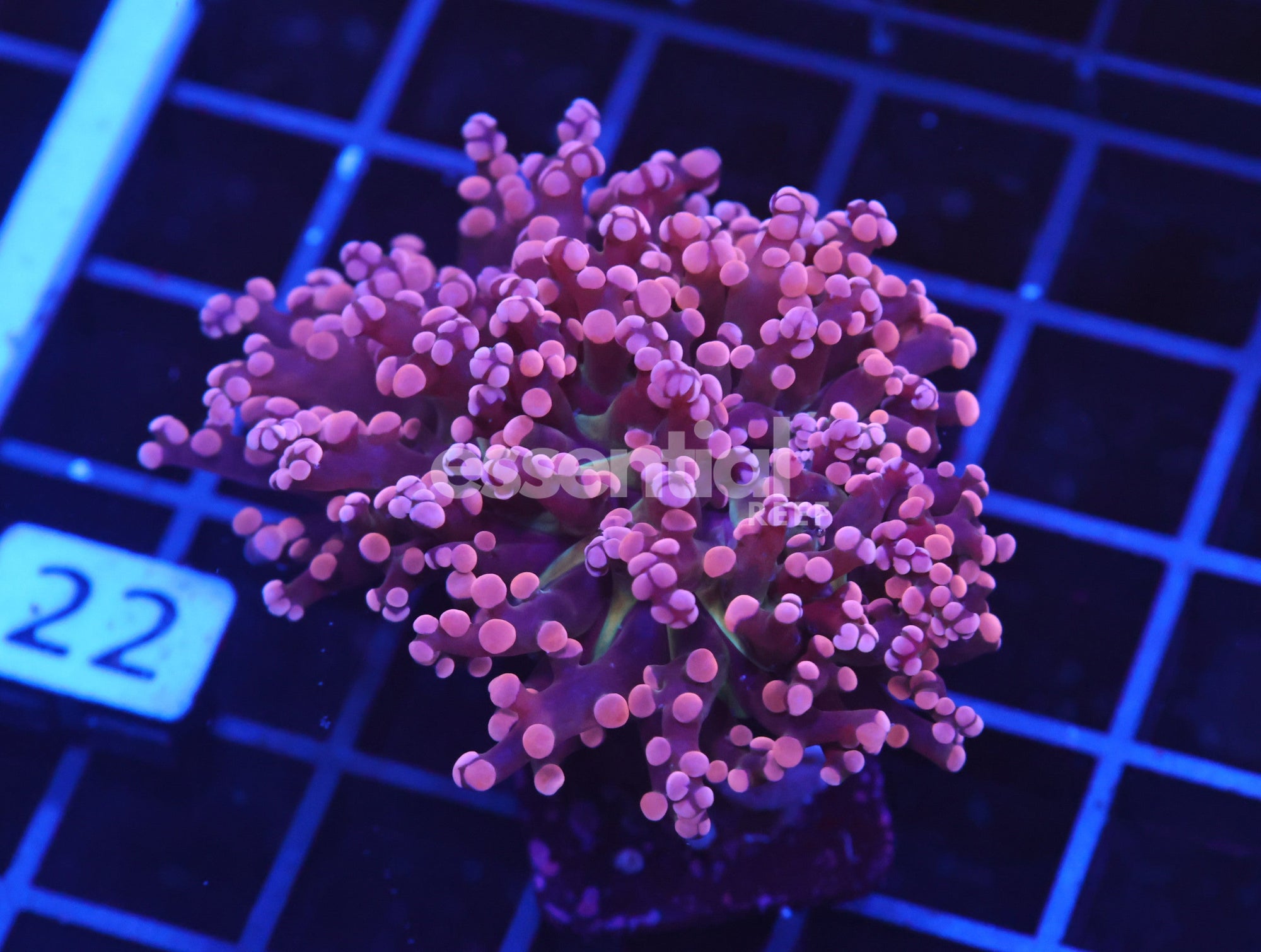 Watermarked - D22 - INDO FROGSPAWN BRANCH PEACH 1 HEAD