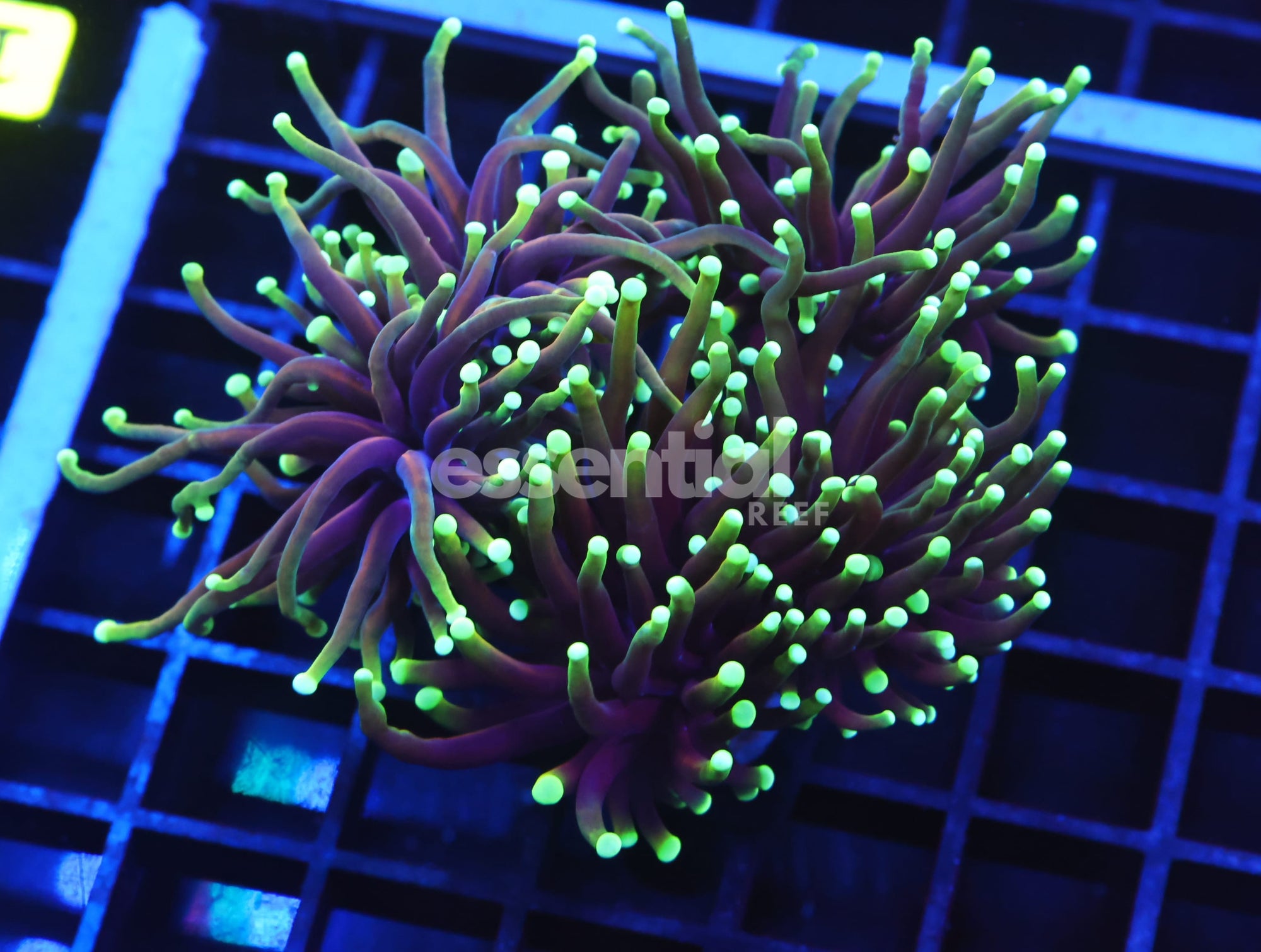 Watermarked - D122 - INDO TORCH DRAGON SOUL 3 HEAD