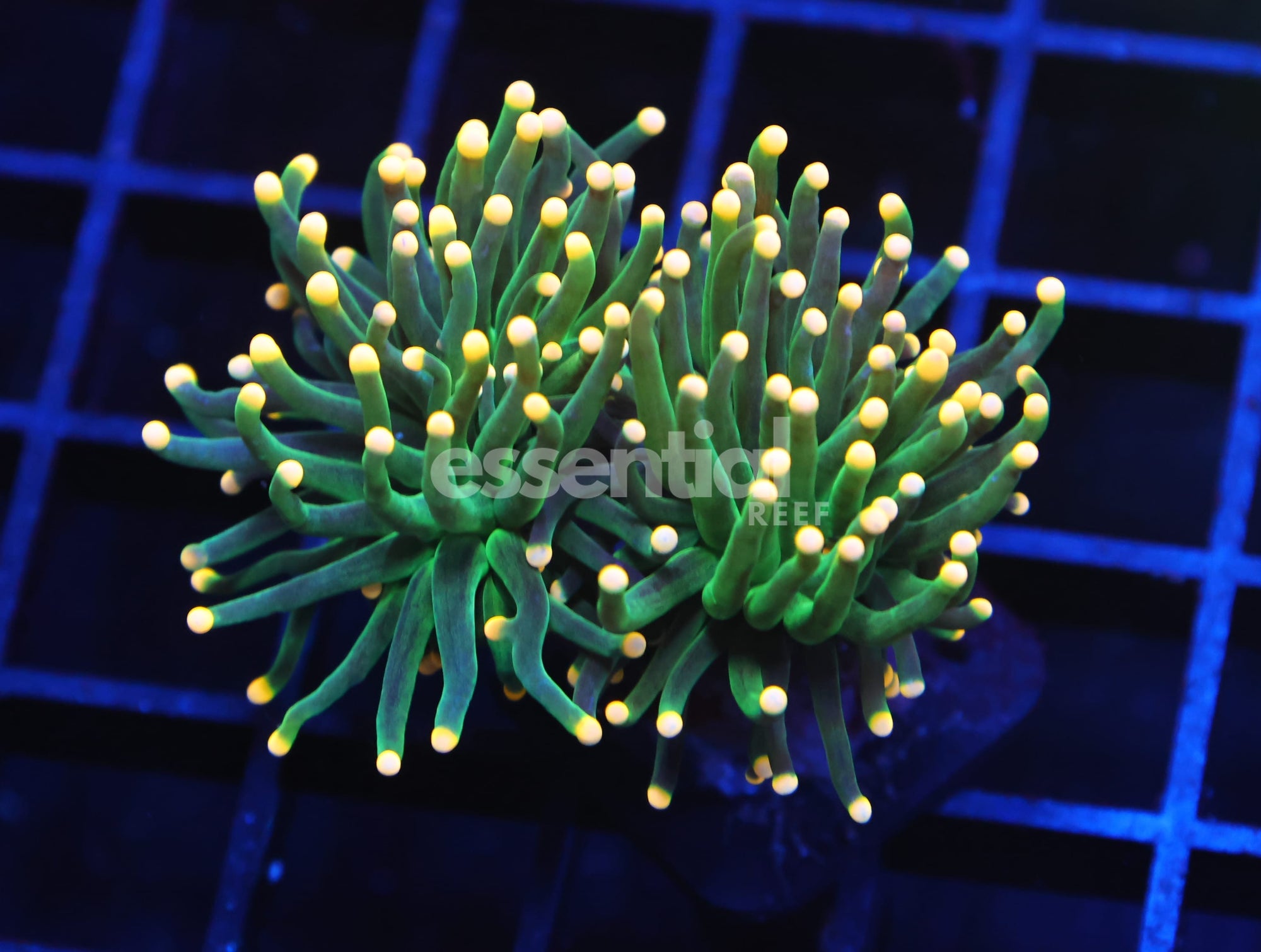 Watermarked - D124 - INDO TORCH GREEN VARIANT 2 HEAD