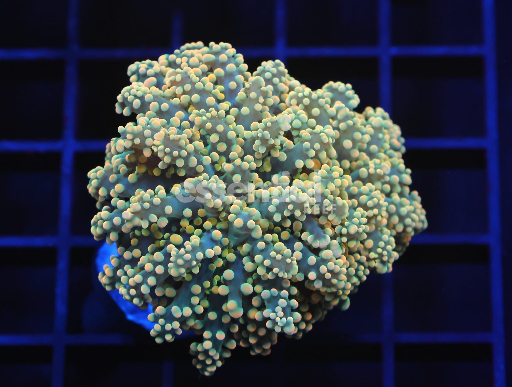 Watermarked - D126 - INDO FROGSPAWN BRANCH CITRUS BOMB 1 HEAD