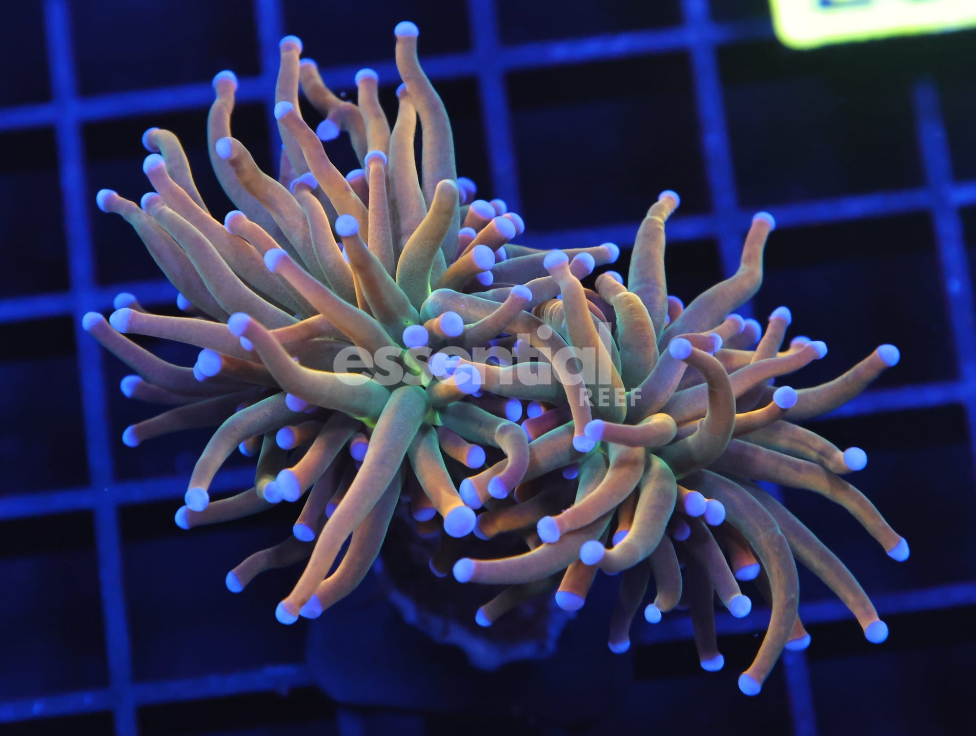 Watermarked - D127 - INDO TORCH GRAIL VARIANT 2 HEAD