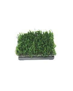 Water Plant Cultivation Ceramic - Square