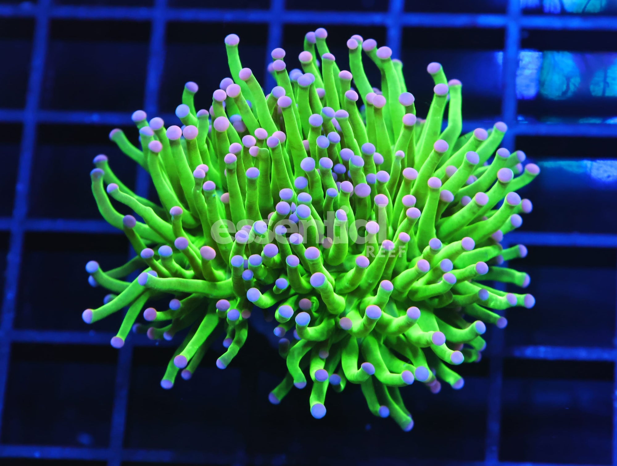 Watermarked - D129 - INDO TORCH GREEN VARIANT 1 HEAD