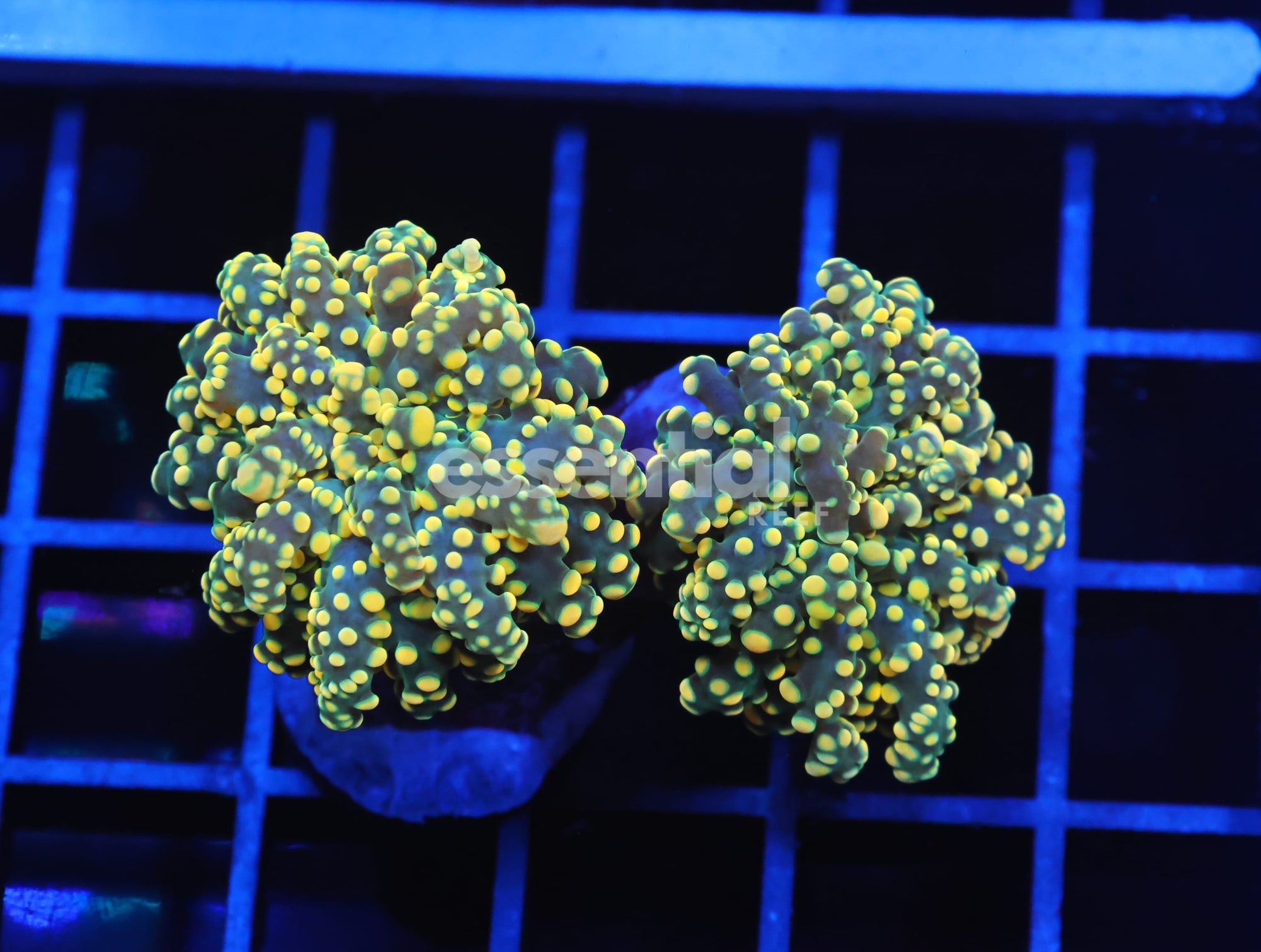 Watermarked - D13 - INDO FROGSPAWN BRANCH CITRUS BOMB 2 HEAD