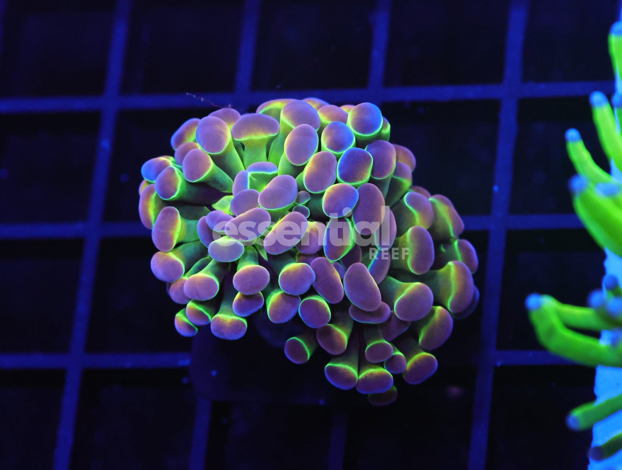 Watermarked - D125 - Indo Hammer Branch True Hologram 1 Head