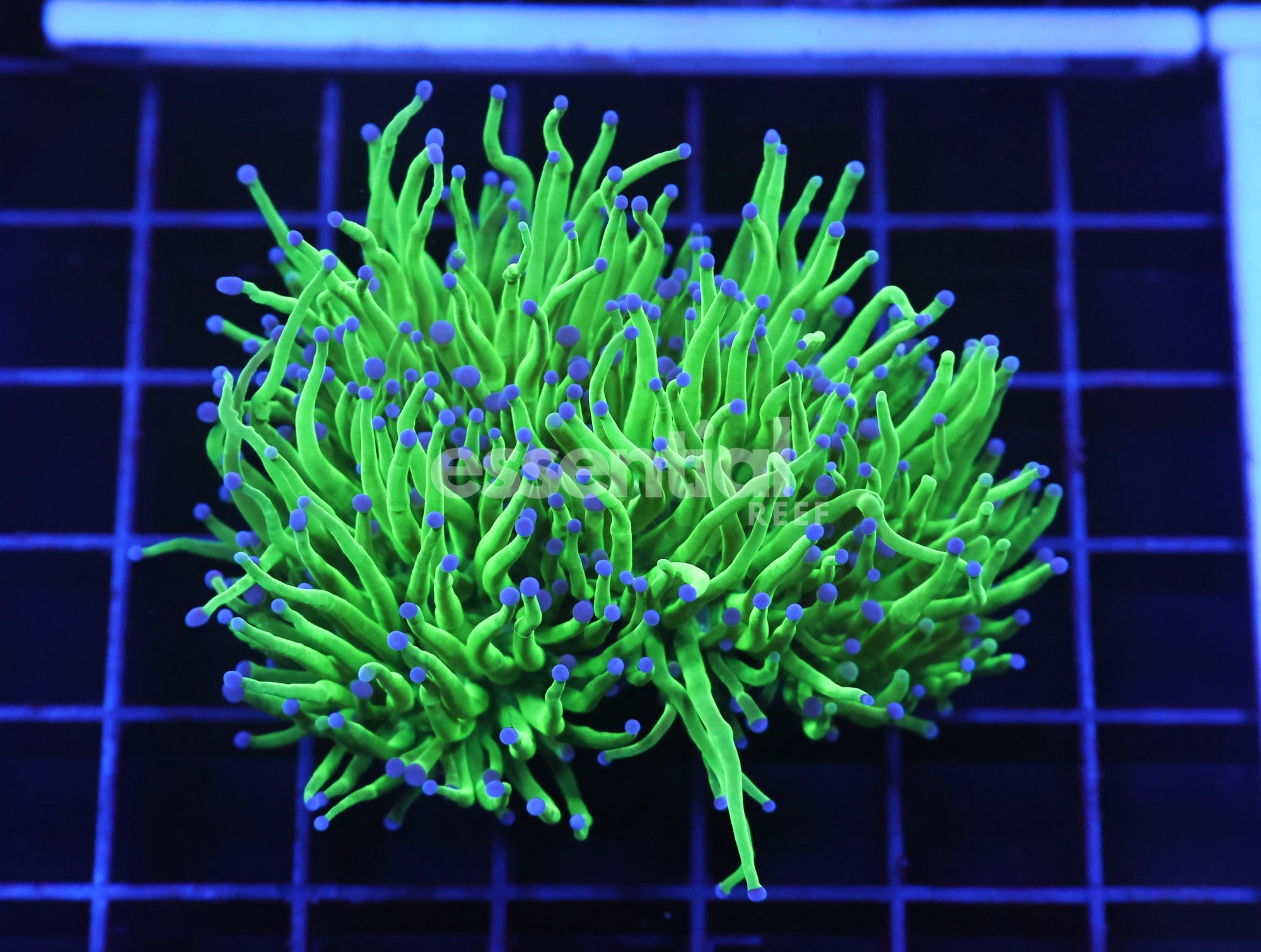 Watermarked - D63 - INDO TORCH GREEN VARIANT 4 HEAD