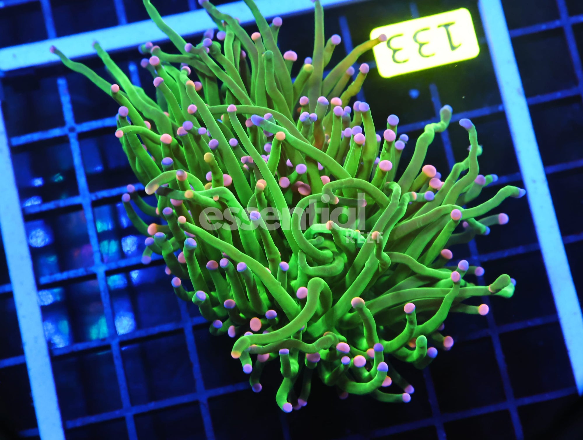 Watermarked - D133 - INDO TORCH GREEN VARIANT 2 HEAD