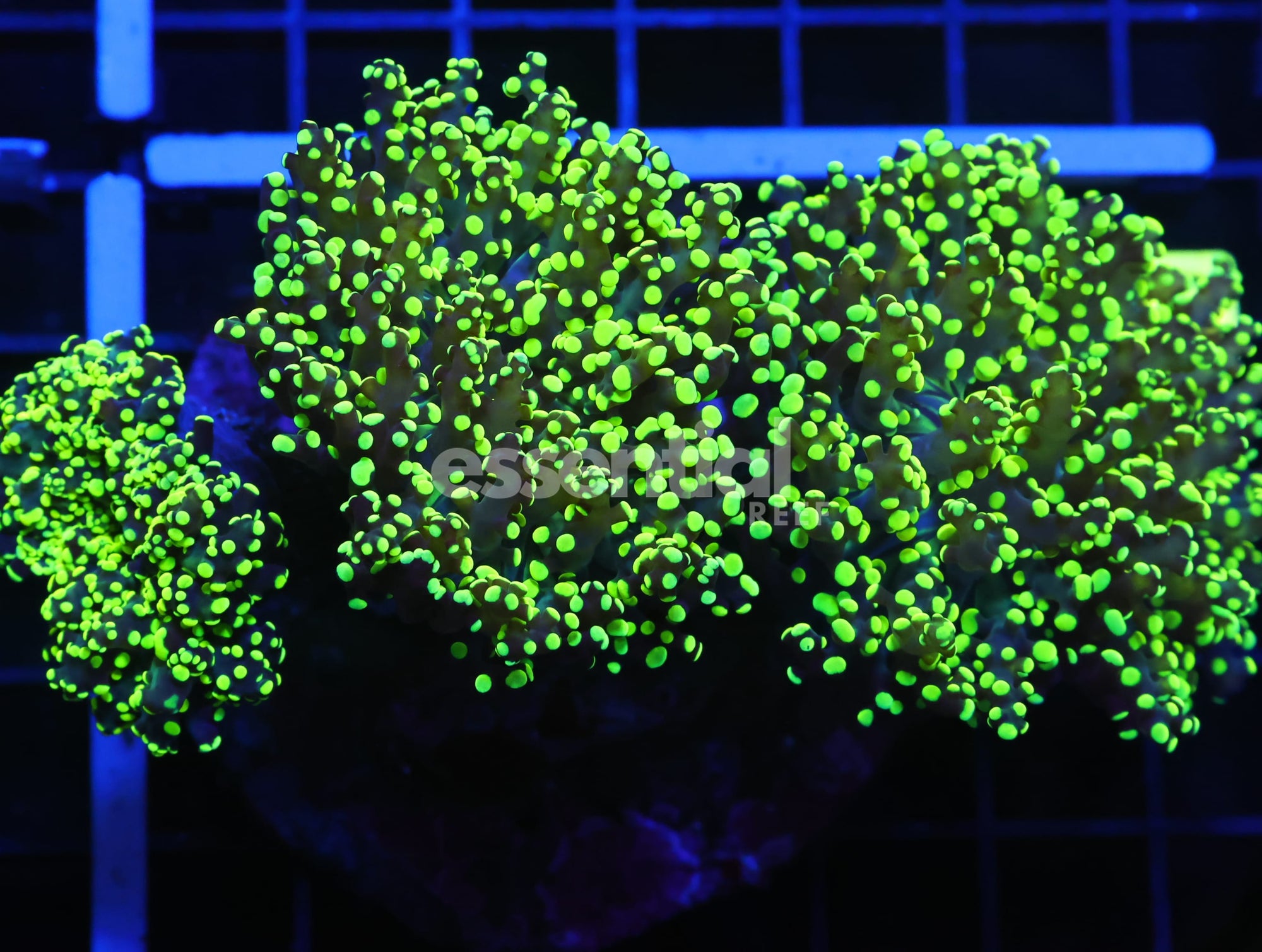 Watermarked - D134 - INDO FROGSPAWN BRANCH GAMMA RAY 3 HEAD