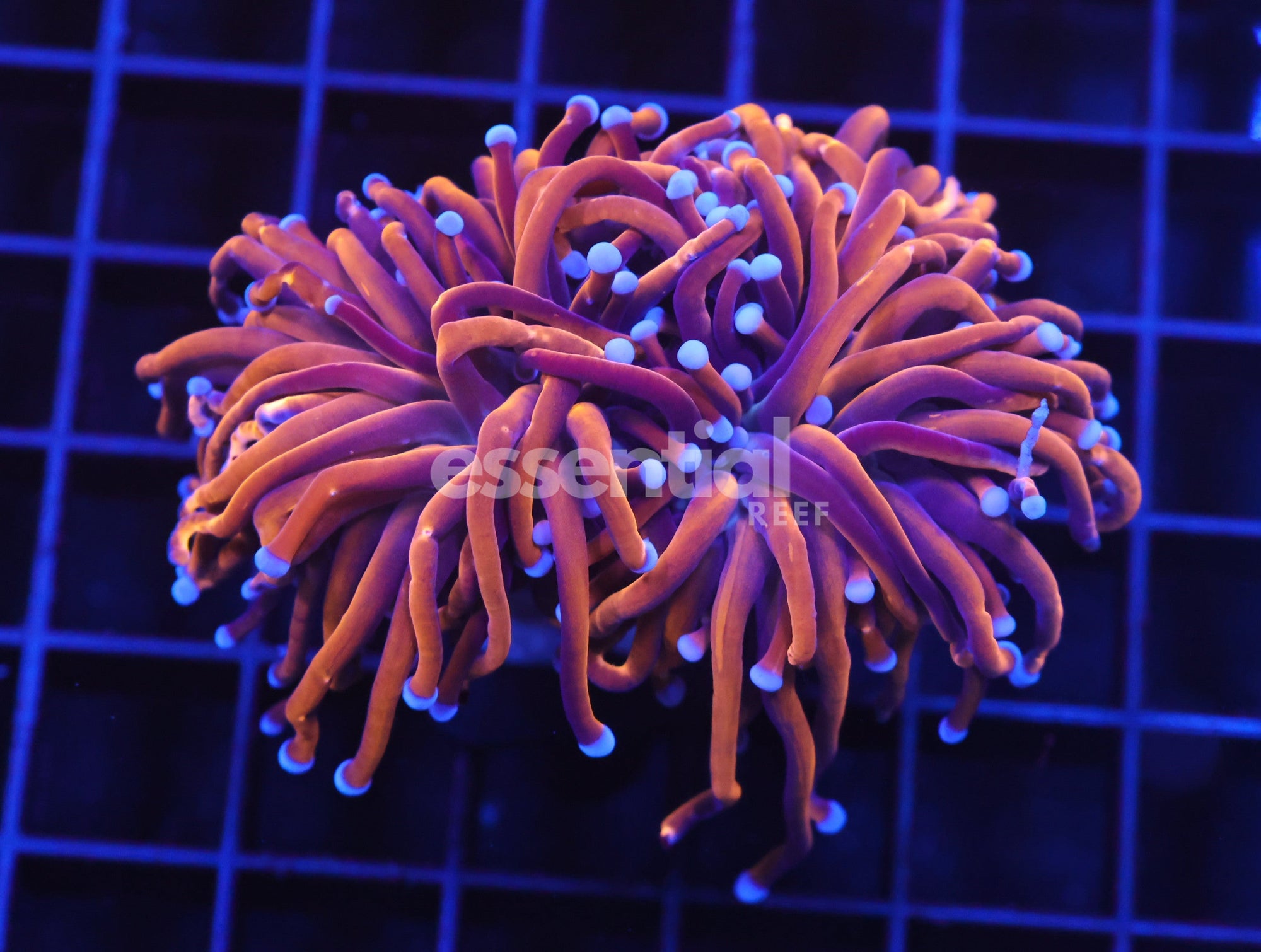 Watermarked - D38 - INDO TORCH GOLD VARIANT 2 HEAD