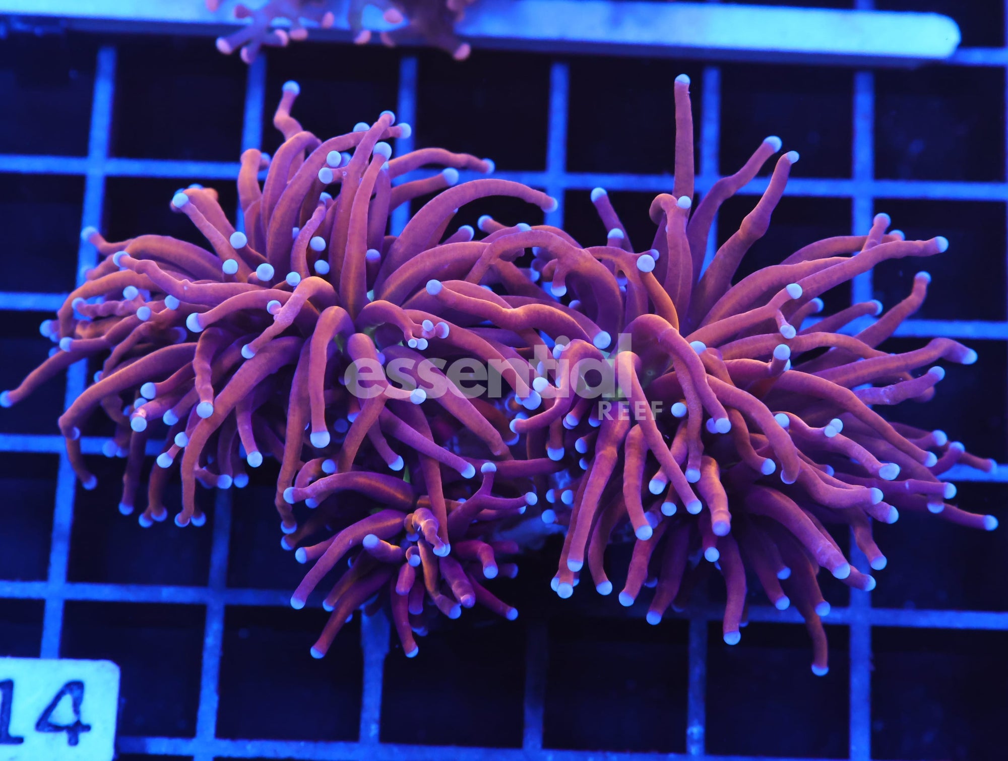 Watermarked - D14 - INDO TORCH GOLD VARIANT 3 HEAD