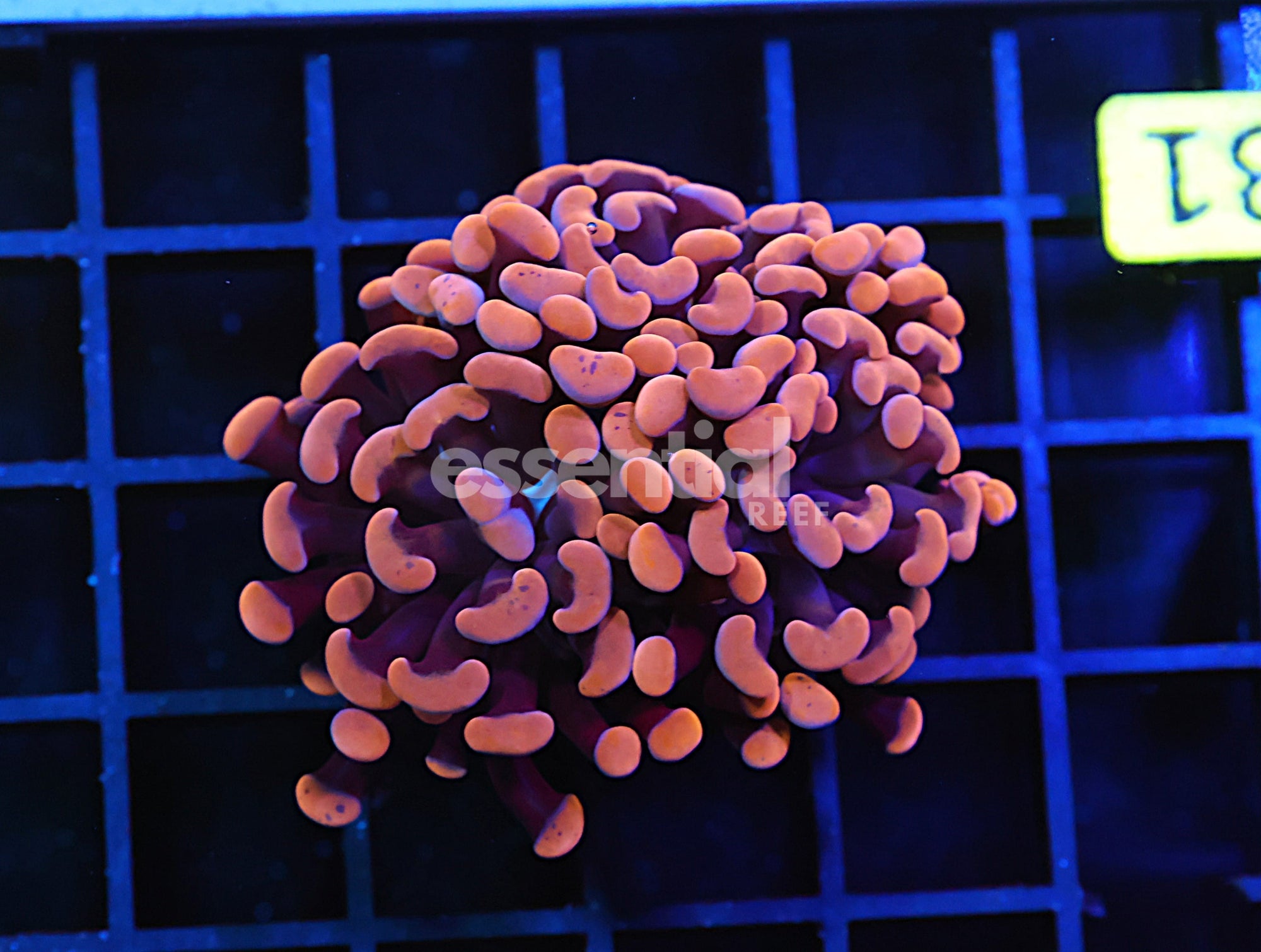 Watermarked - D131 - INDO HAMMER BRANCH ORANGE 2 HEAD