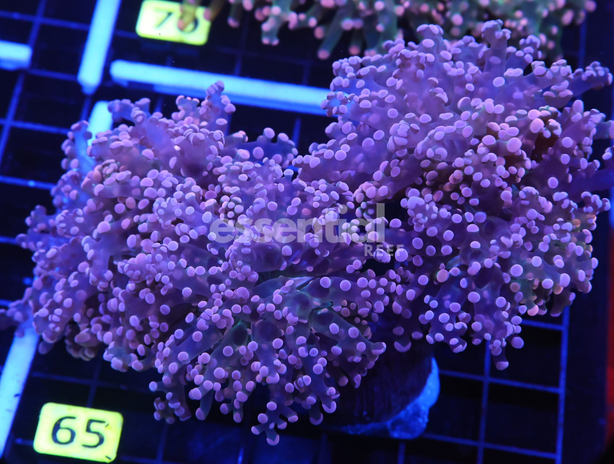Watermarked - D65 - Indo Frogspawn Branch Orange 4 Head