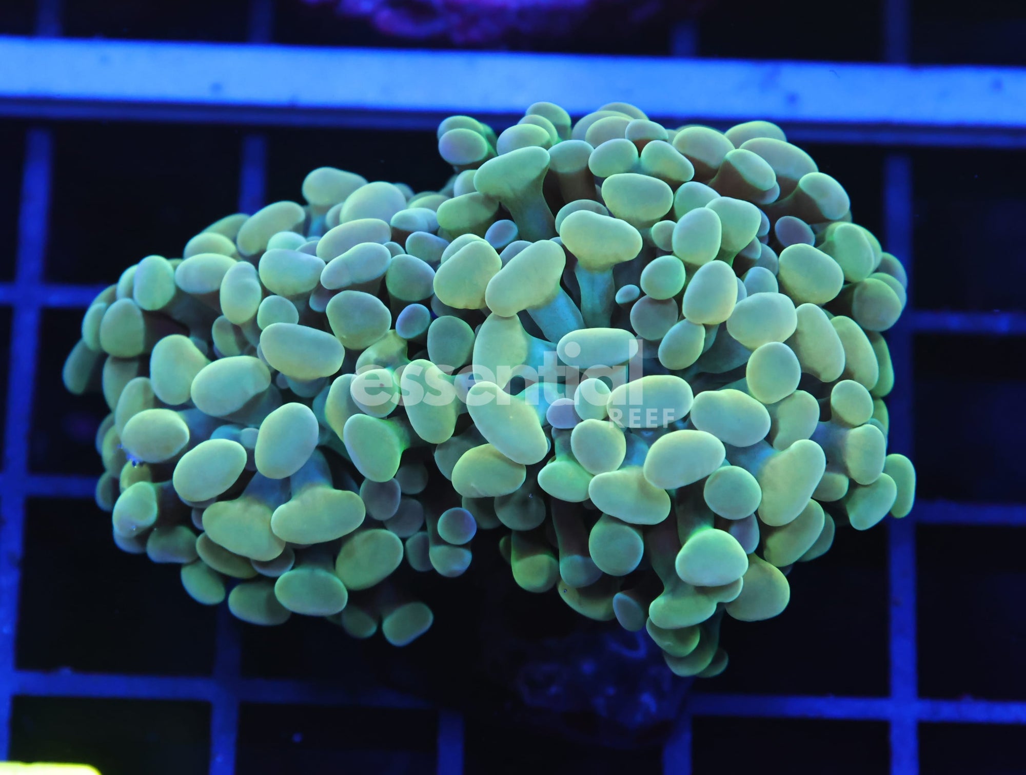 Watermarked - D20 - INDO HAMMER BRANCH GOLD 2 HEAD