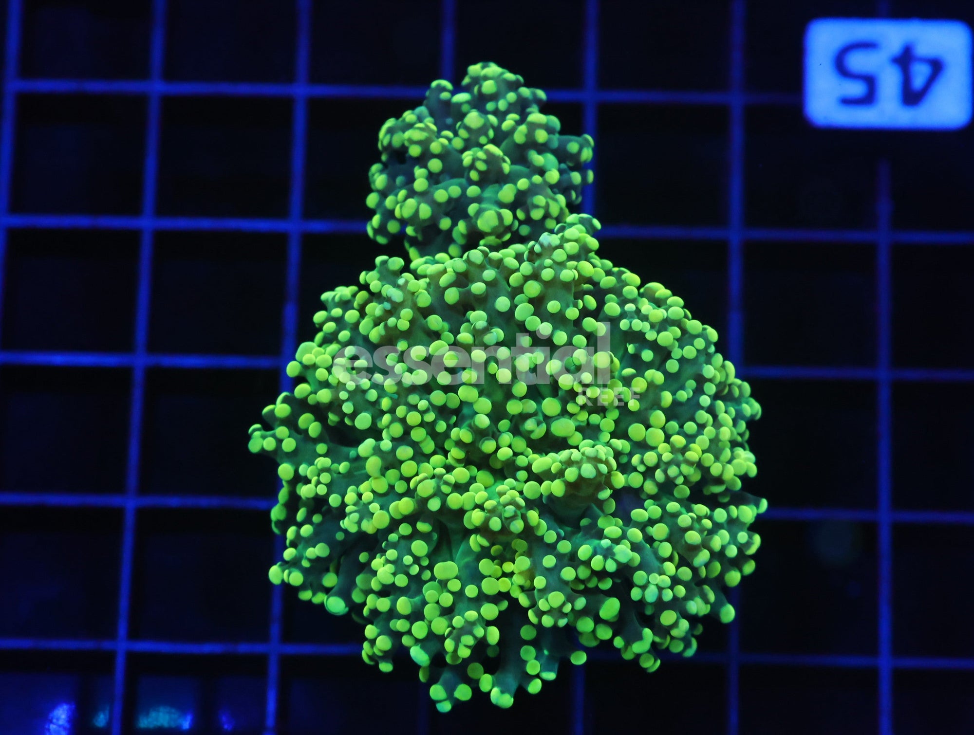 Watermarked - D45 - INDO FROGSPAWN BRANCH GAMMA RAY 2 HEAD