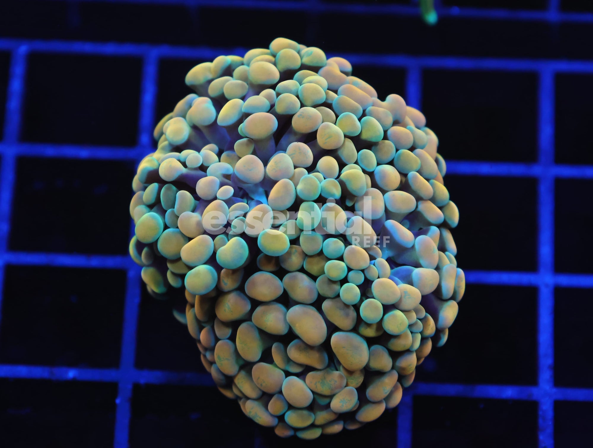 Watermarked - D23 - INDO HAMMER BRANCHING GOLD 2 HEAD