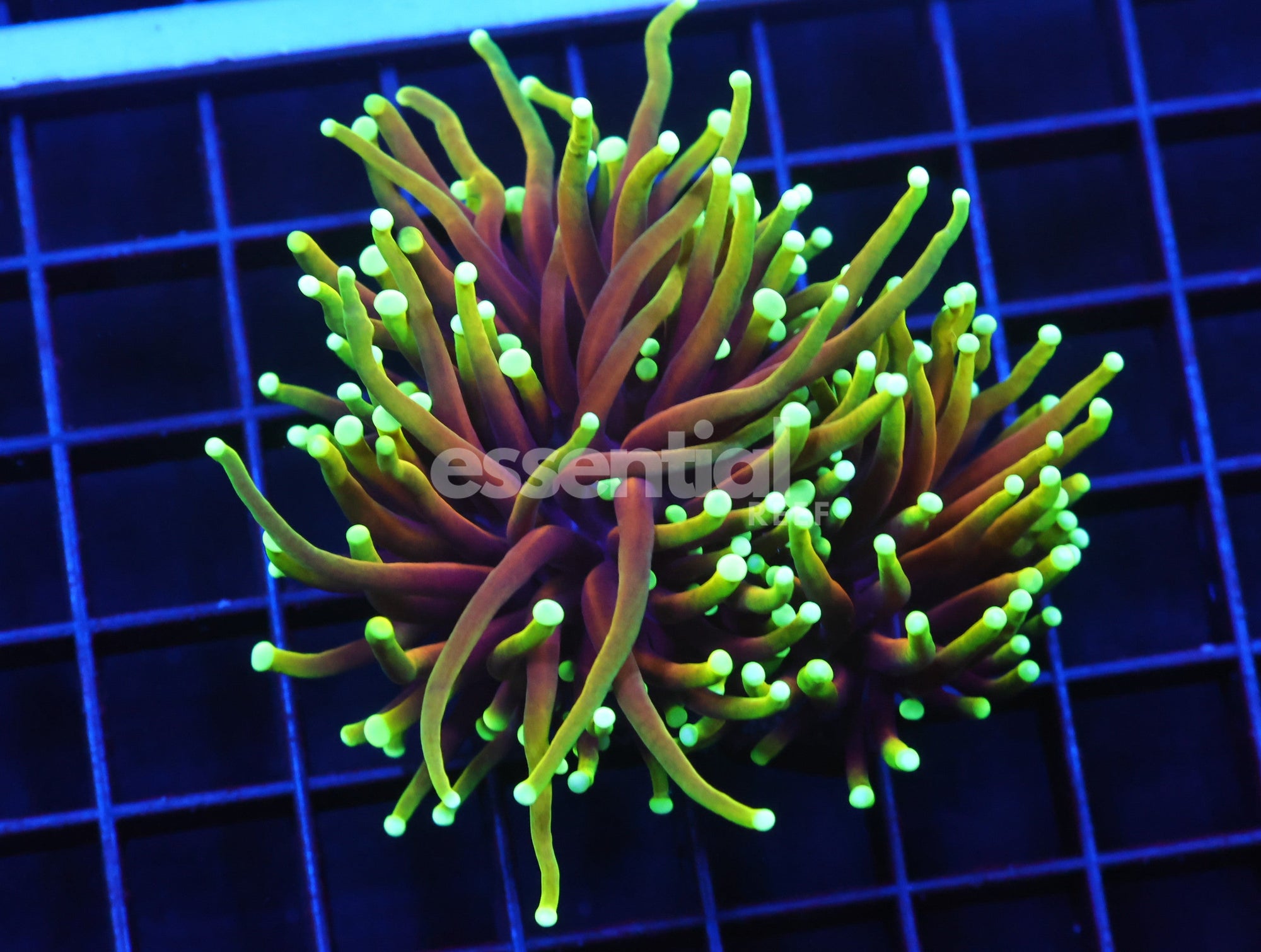 Watermarked - D88 - Indo Torch Hellfire 2 Head