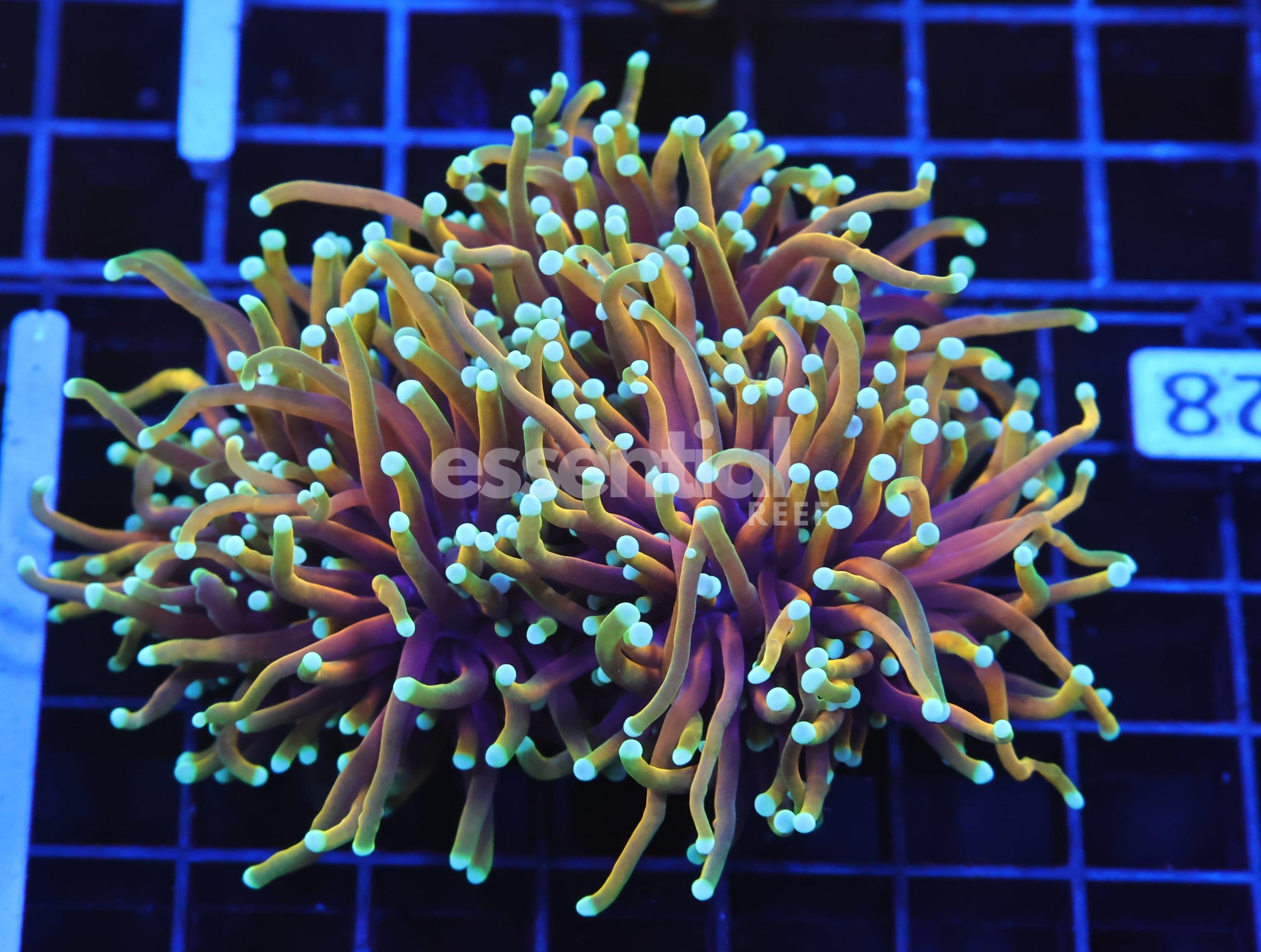 Watermarked - D28 - INDO TORCH HELLFIRE 3 HEAD