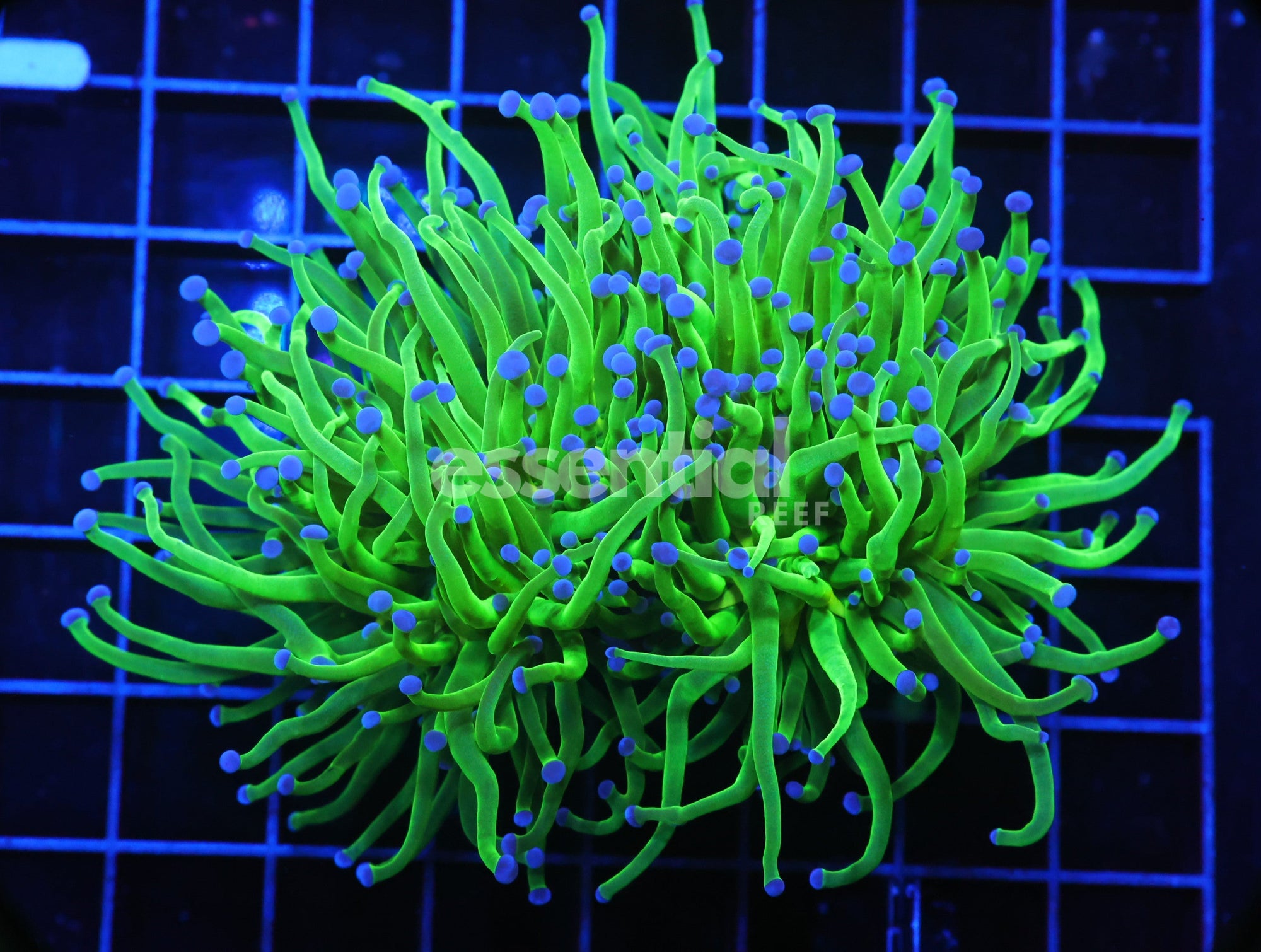 Watermarked - D55 - INDO TORCH GREEN VARIANT 2 HEAD