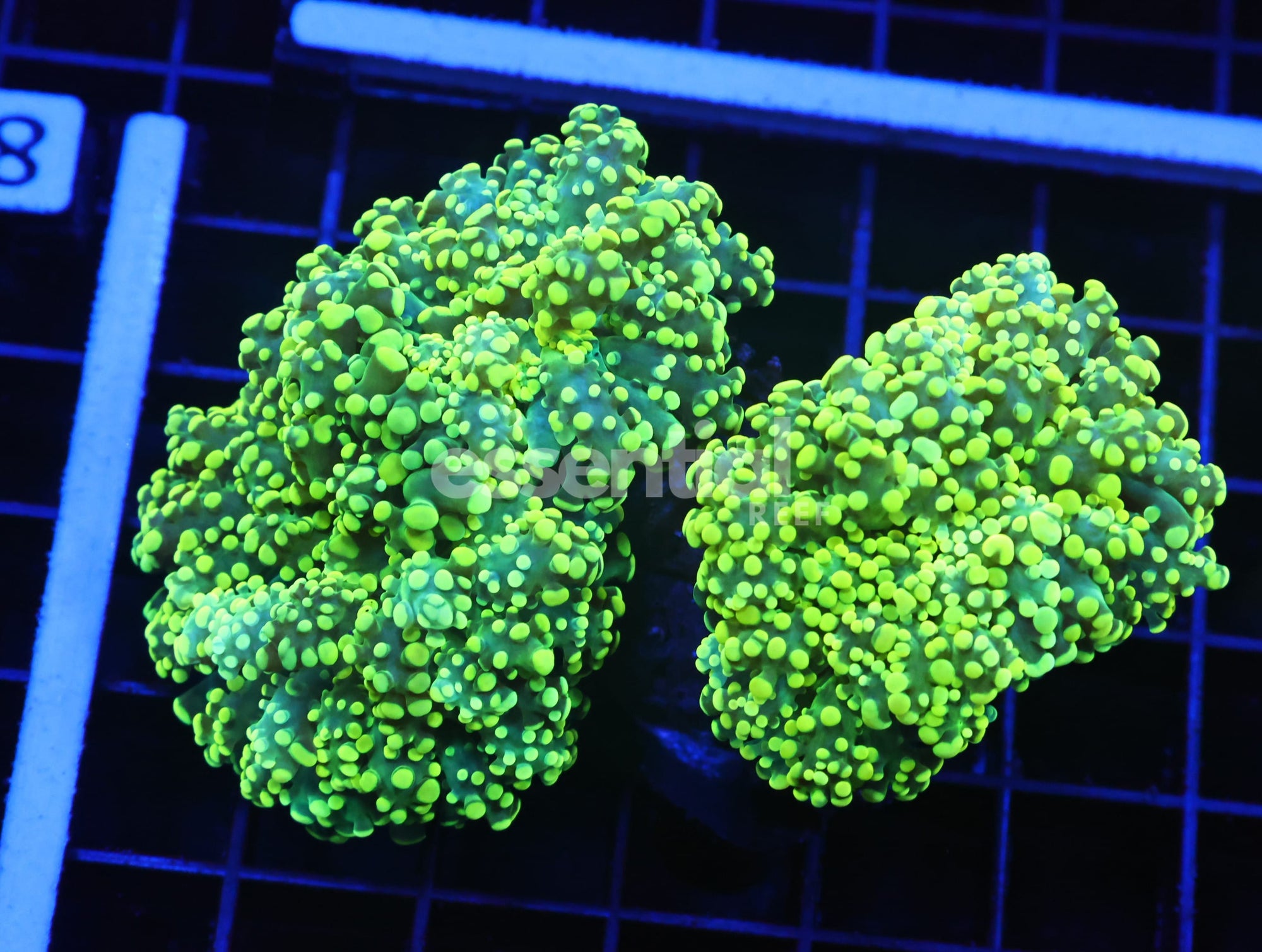 Watermarked - D79 - Indo Frogspawn Branch Gamma Ray 3 Head