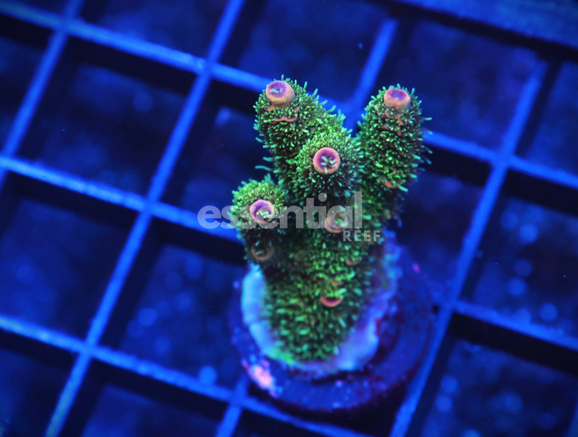 Watermarked - E09 - Indo Acro Conditioned Pink Tip Mille Cultured