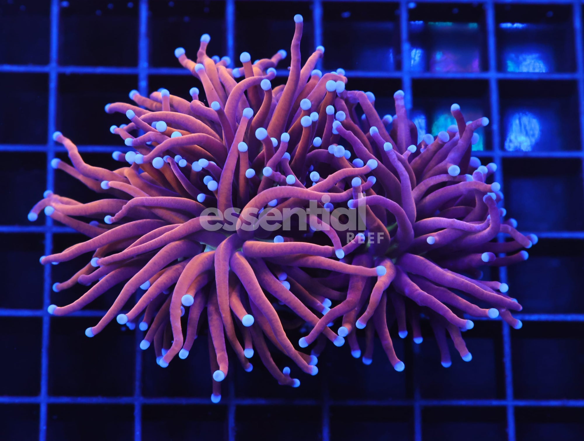 Watermarked - D38 - INDO TORCH GOLD VARIANT 2 HEAD