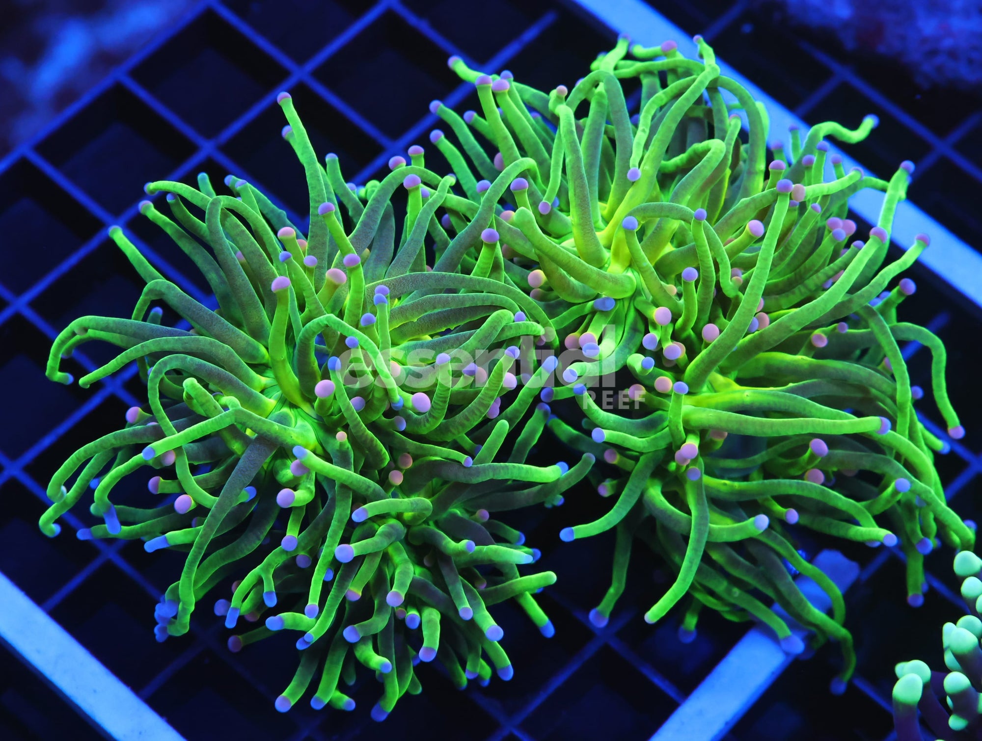 Watermarked - D40 - INDO TORCH GREEN VARIANT 4 HEAD