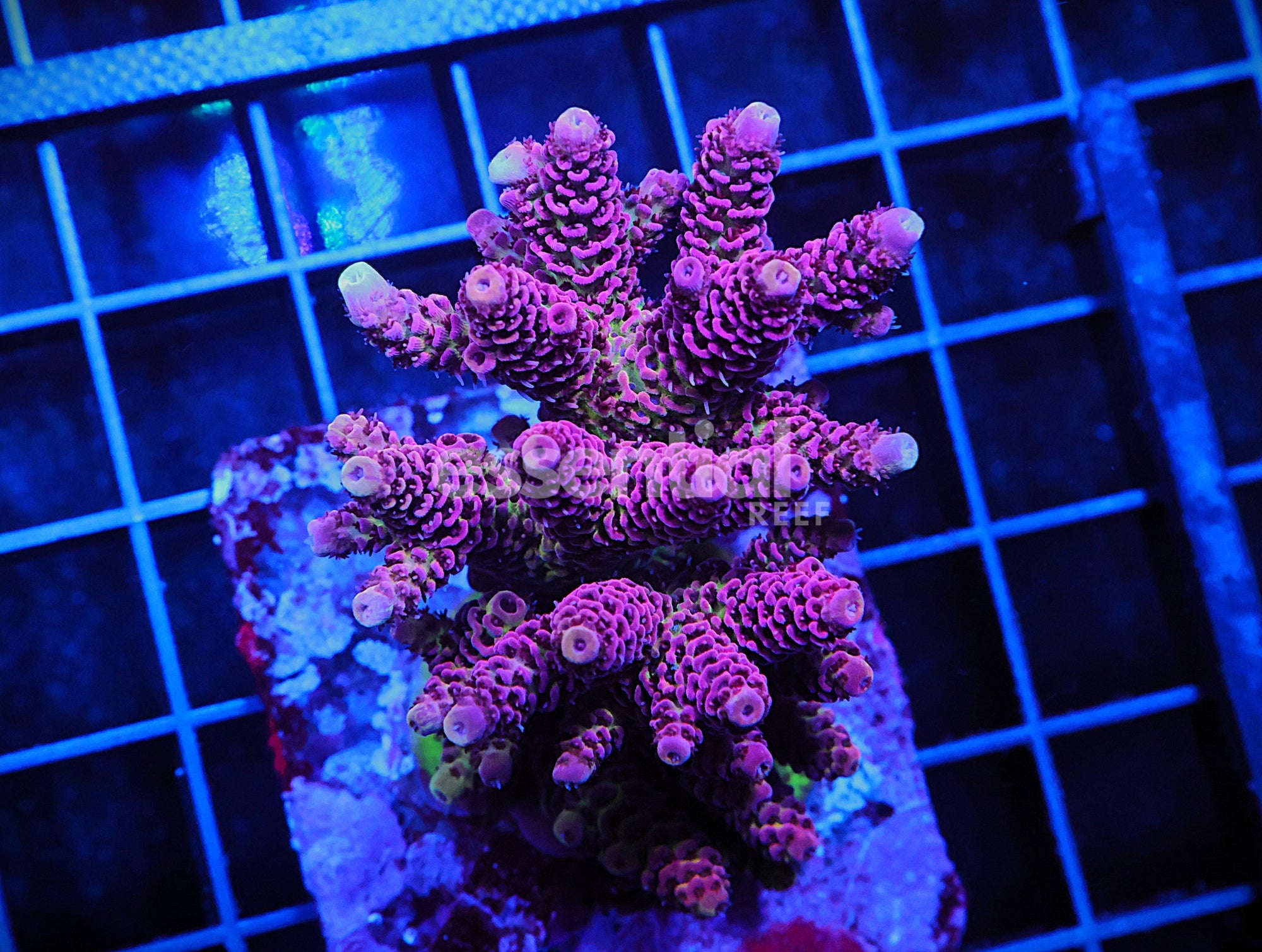 Watermarked - E102 - Indo Acro Conditioned Raspberry Mille Cultured