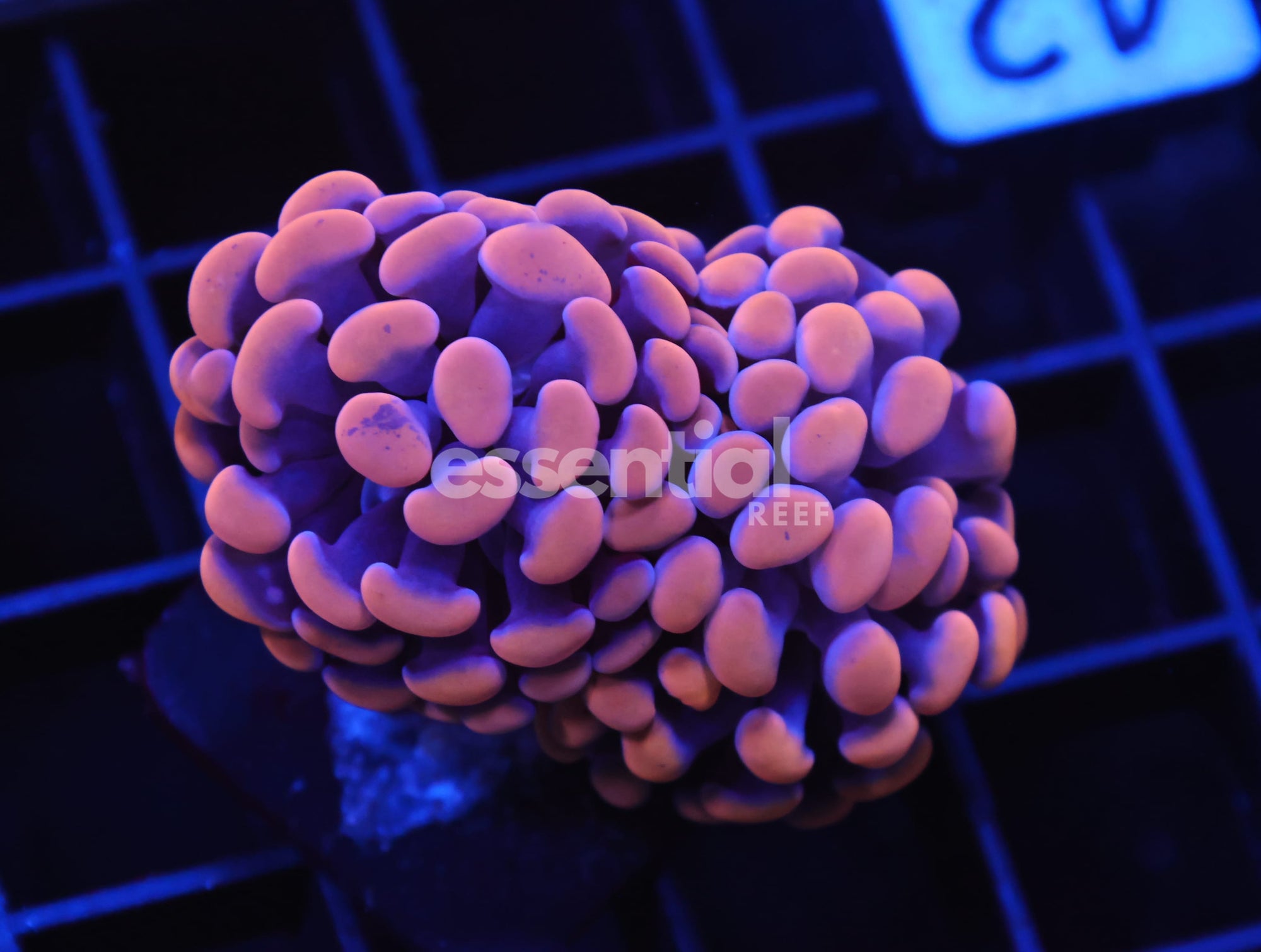 Watermarked - D42 - INDO HAMMER BRANCH ORANGE 2 HEAD