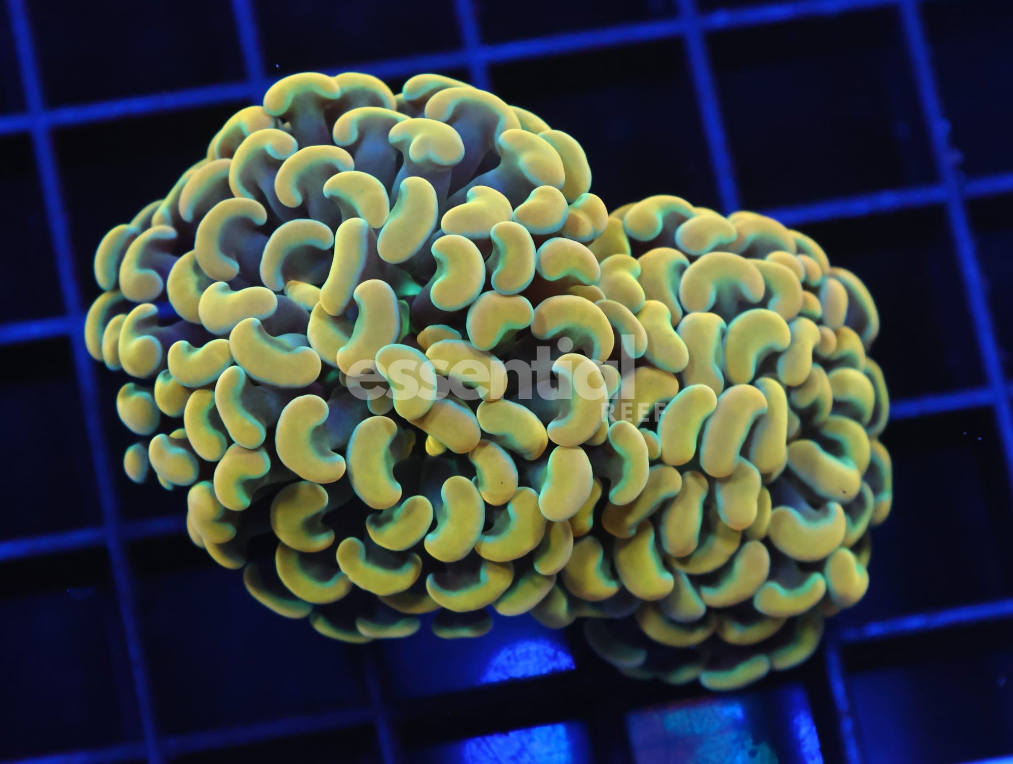 Watermarked - D43 - INDO HAMMER BRANCH GOLD 2 HEAD