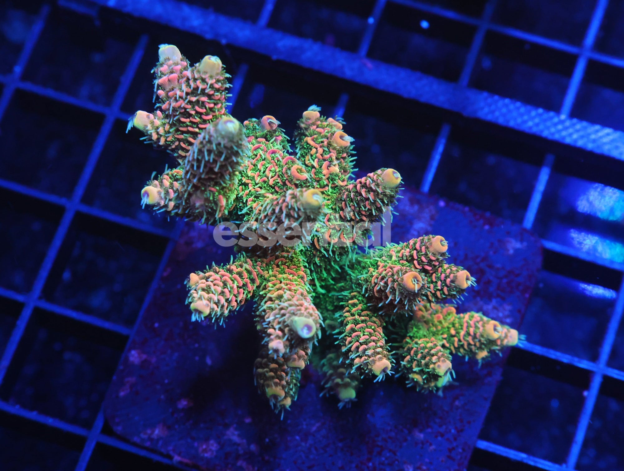 Watermarked - E11 - Indo Acro Conditioned Orange Crush Mille Cultured