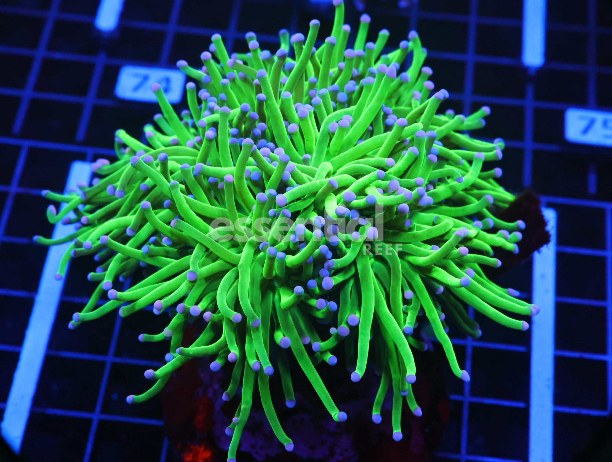 Watermarked - D69 - MALAYSIA TORCH COTTON CANDY 5 HEAD