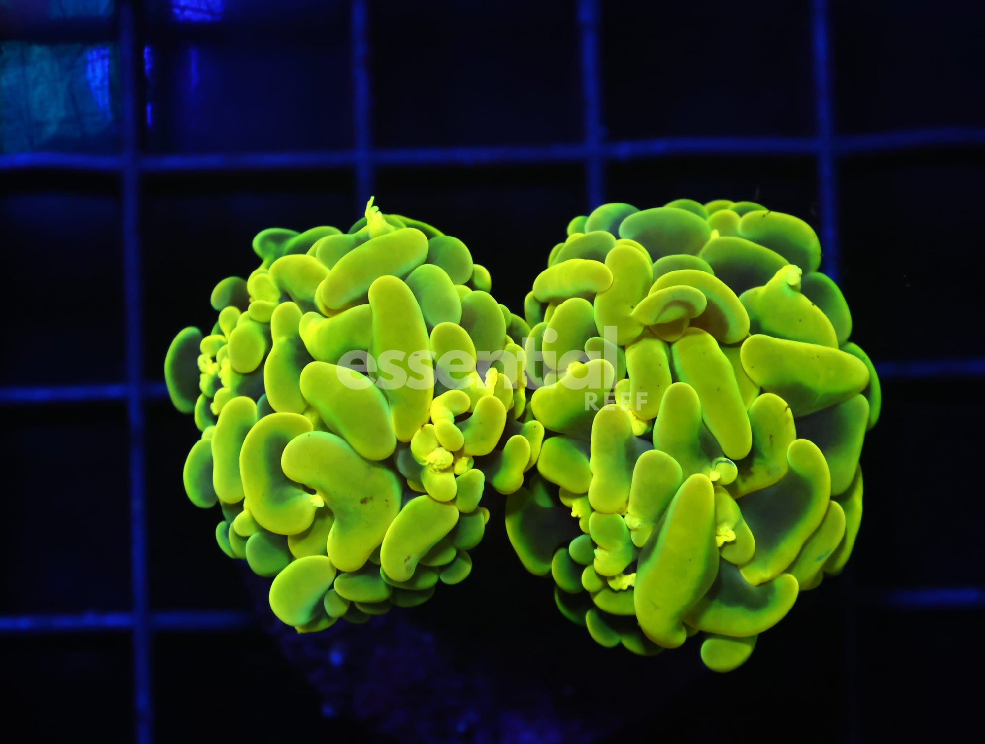 Watermarked - D46 - AUSSIE HAMMER THICK BRANCH YELLOW 2 HEAD