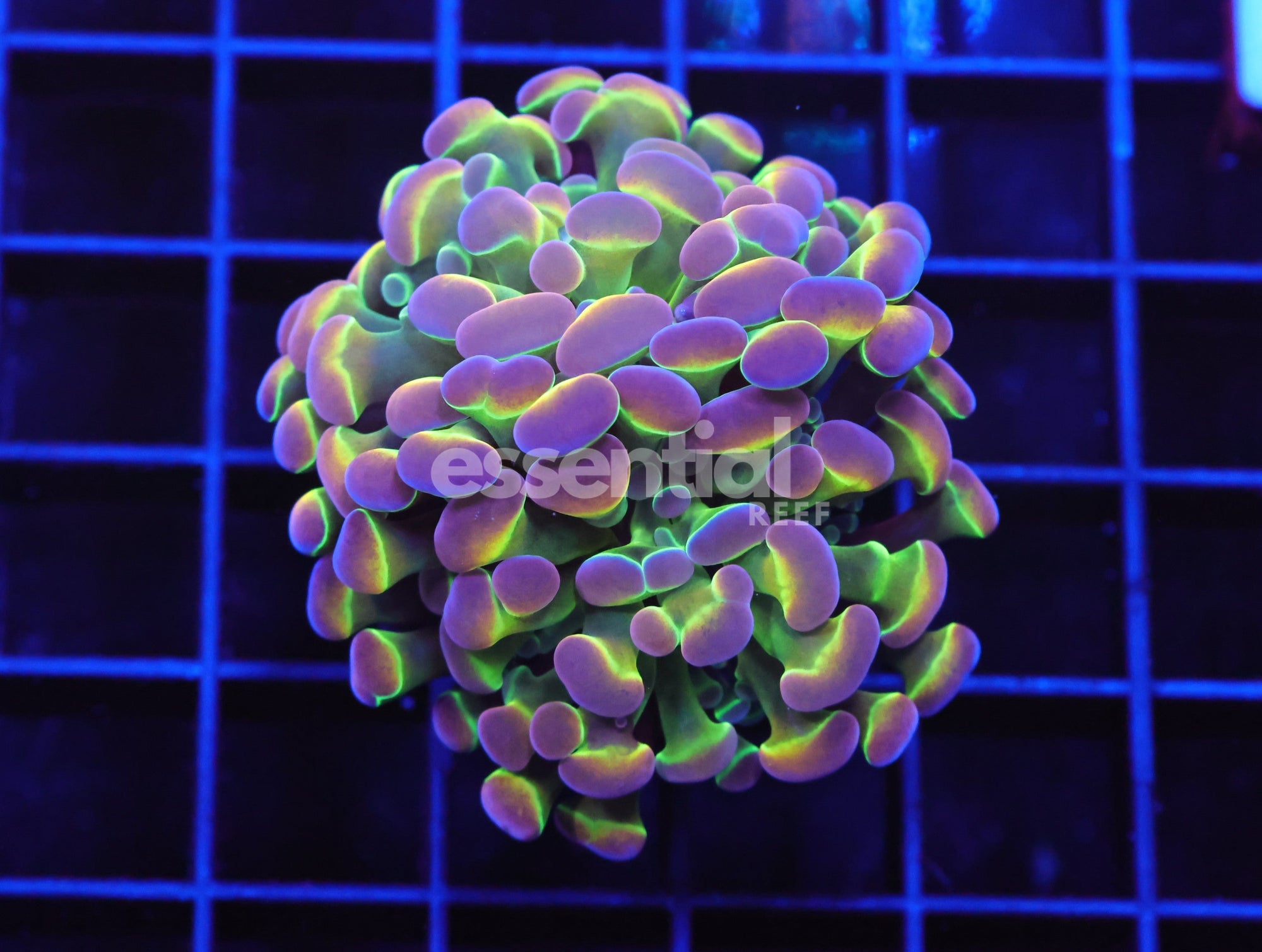 Watermarked - D37 - Indo Hammer Branch True Hologram 2 Head