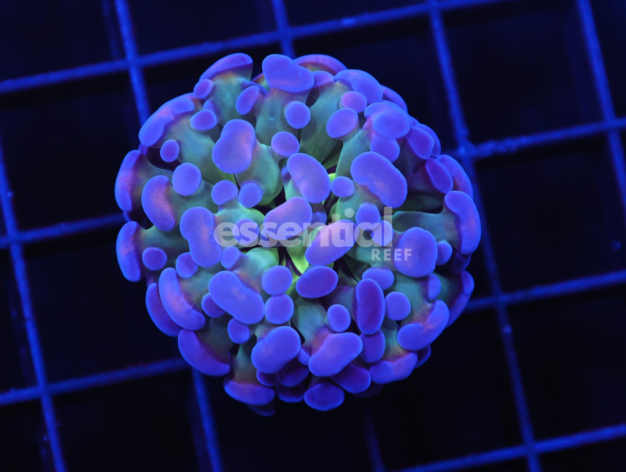 Watermarked - D49 - INDO HAMMER BRANCH RAINBOW 1 HEAD