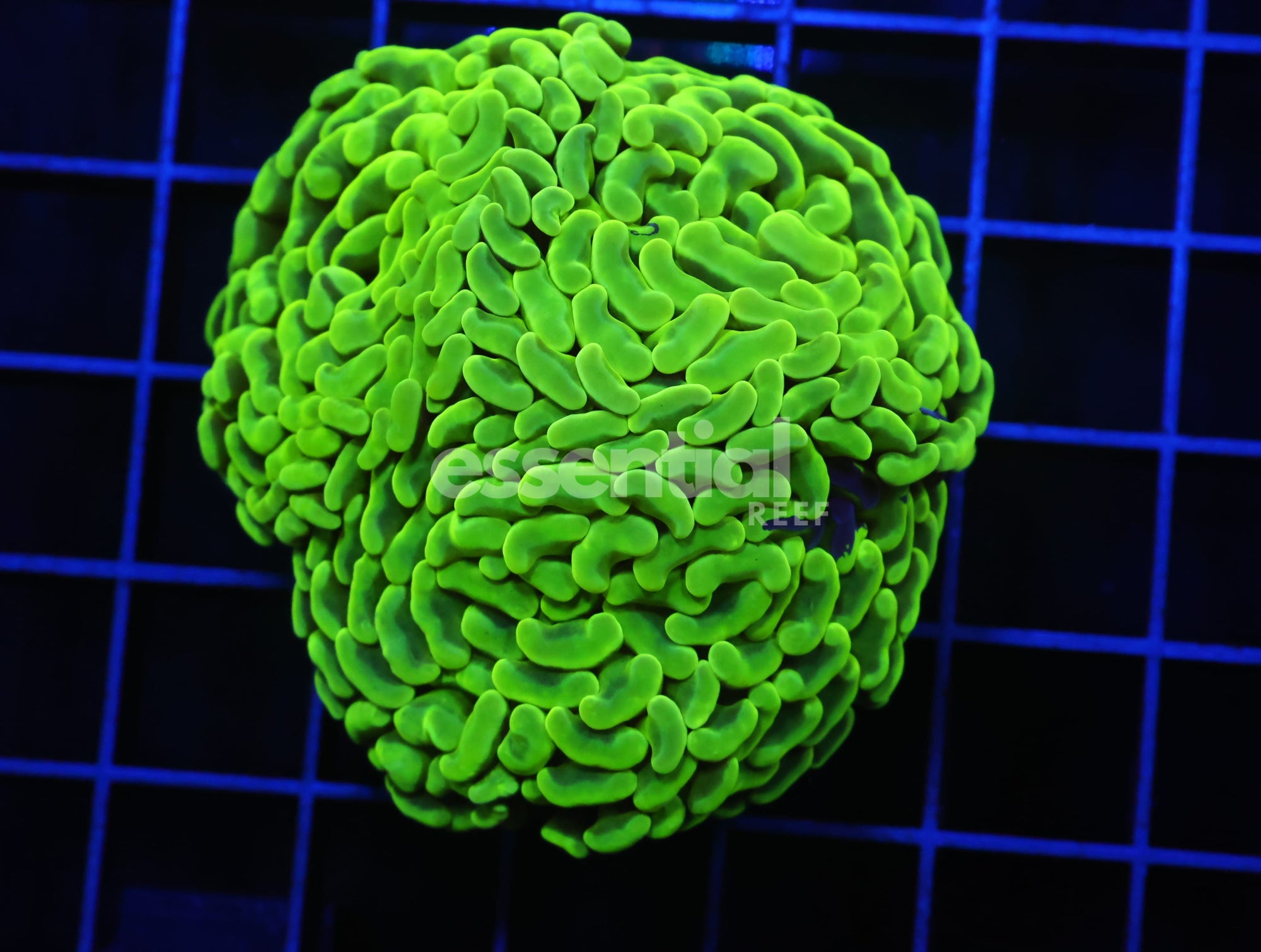 Watermarked - D51 - AUSSIE HAMMER THICK BRANCH TOXIC SPLATTER 3 HEAD