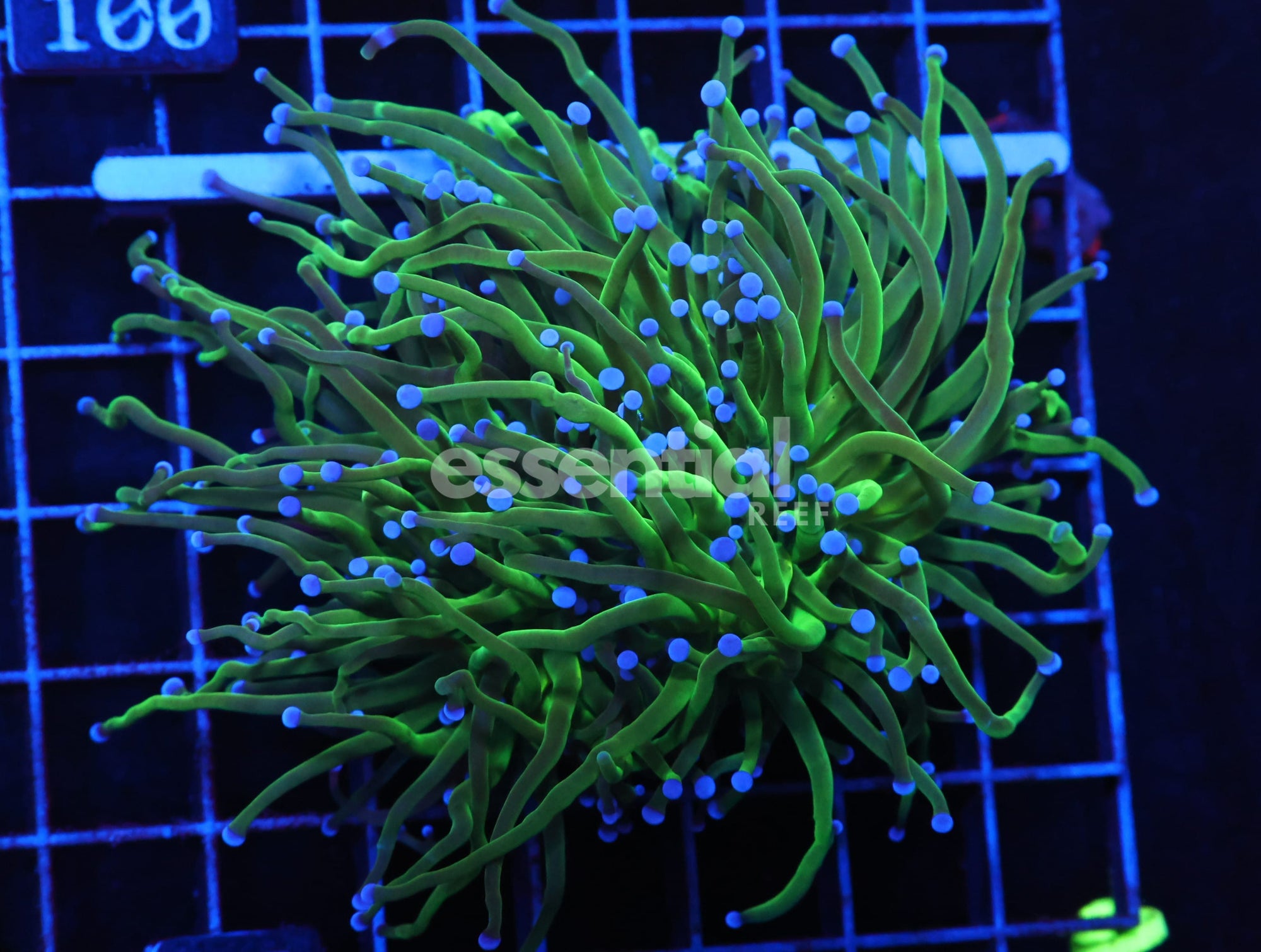Watermarked - D95 - Indo Torch Green Variant 2 Head