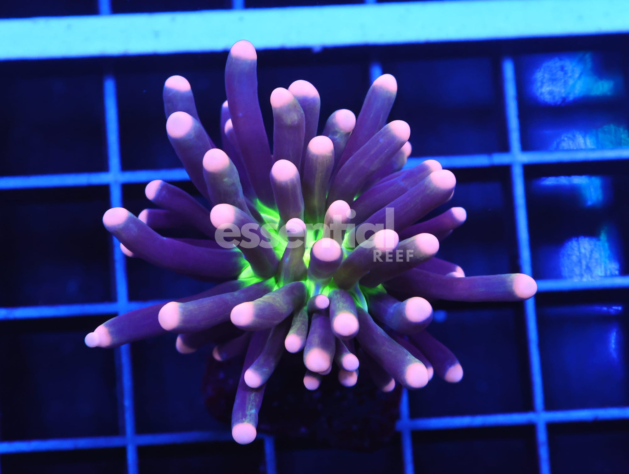 Watermarked - D53 - MALAYSIA TORCH JOKER 2 HEAD