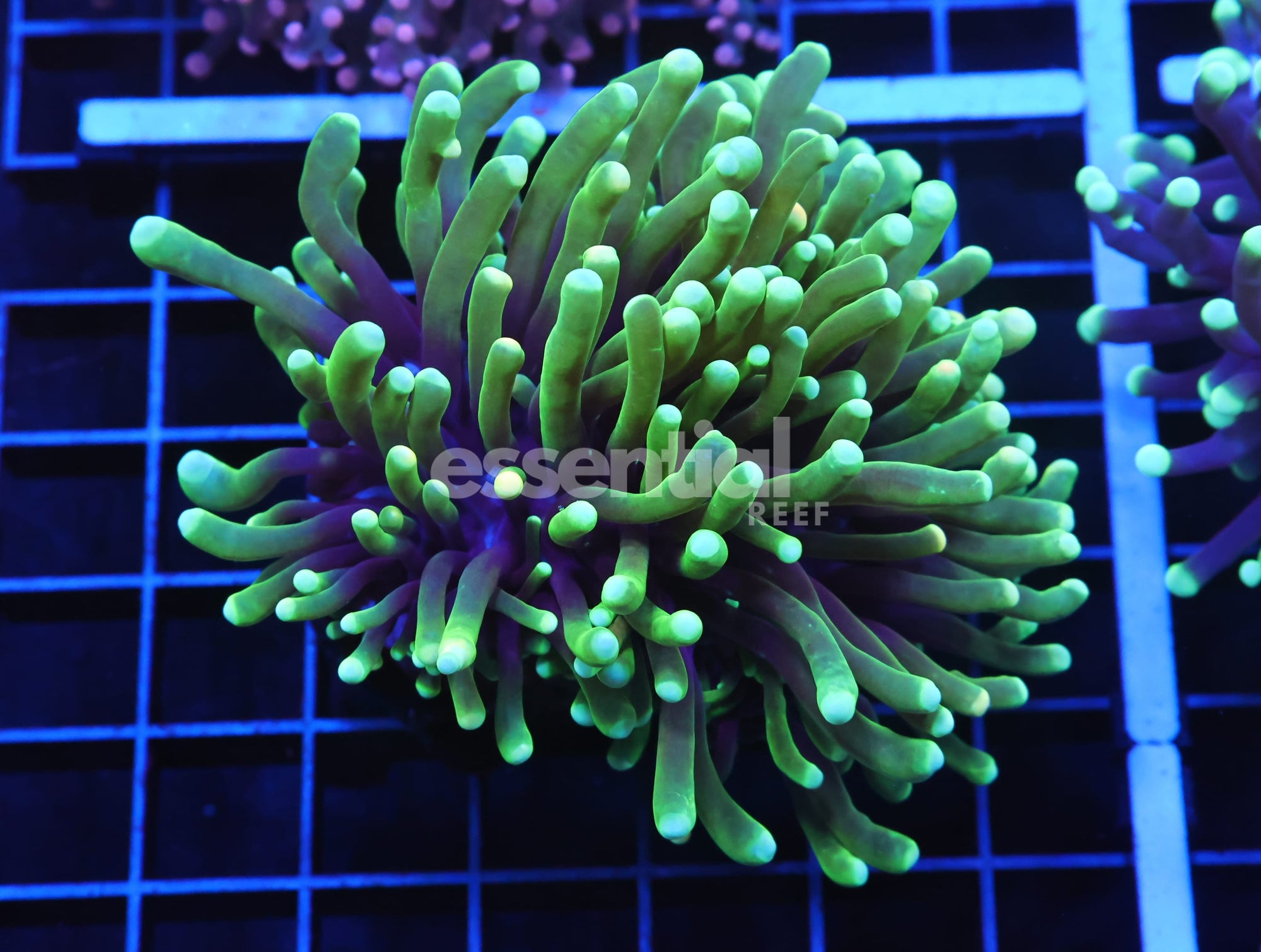 Watermarked - D56 - INDO TORCH GREEN VARIANT 2 HEAD