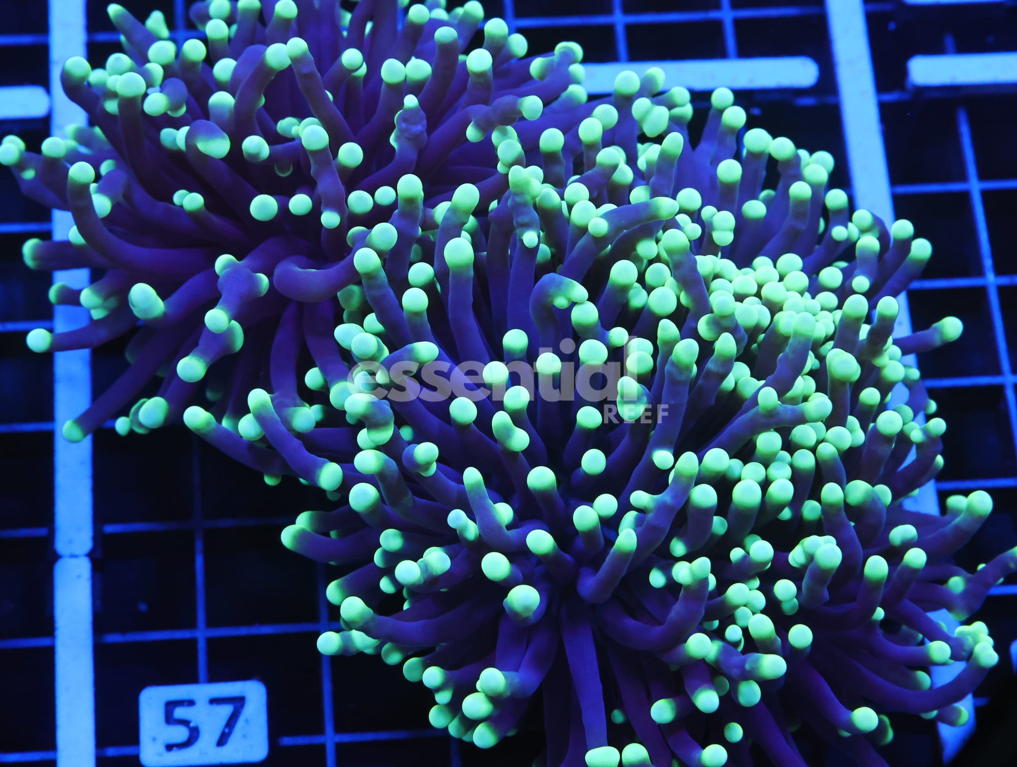 Watermarked - D57 - AUSSIE TORCH GREEN TIP PURPLE 3 HEAD