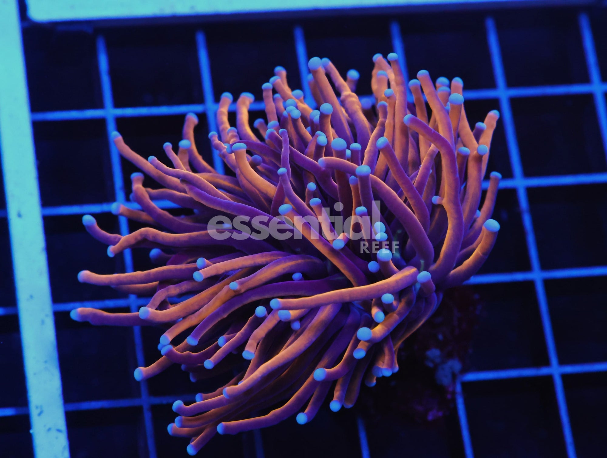 Watermarked - D59 - INDO TORCH GOLD VARIANT 1 HEAD
