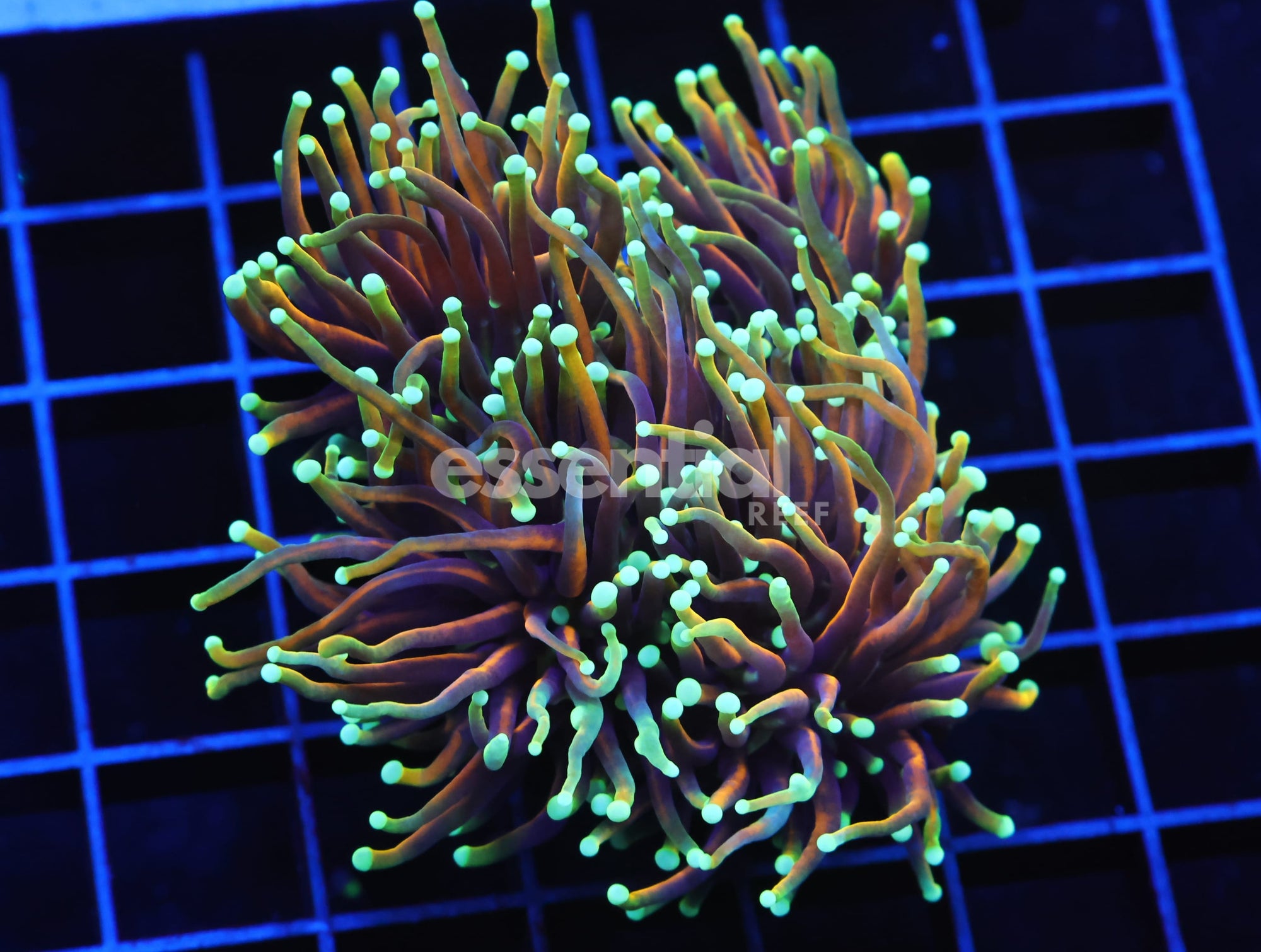 Watermarked - D60 - INDO TORCH HELLFIRE 3 HEAD