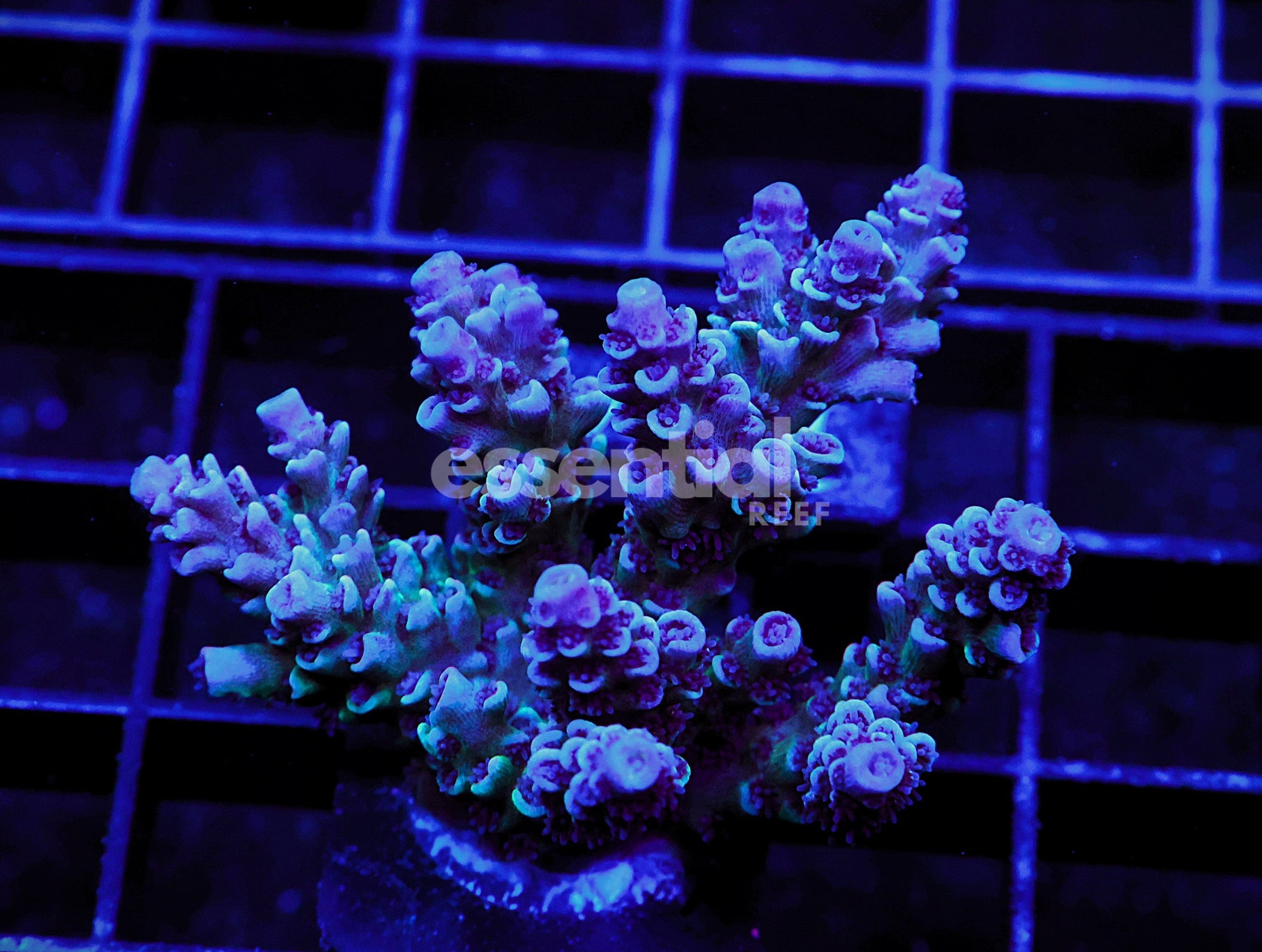Watermarked - E127 - Indo Acro Conditioned Premium Tenuis Cultured