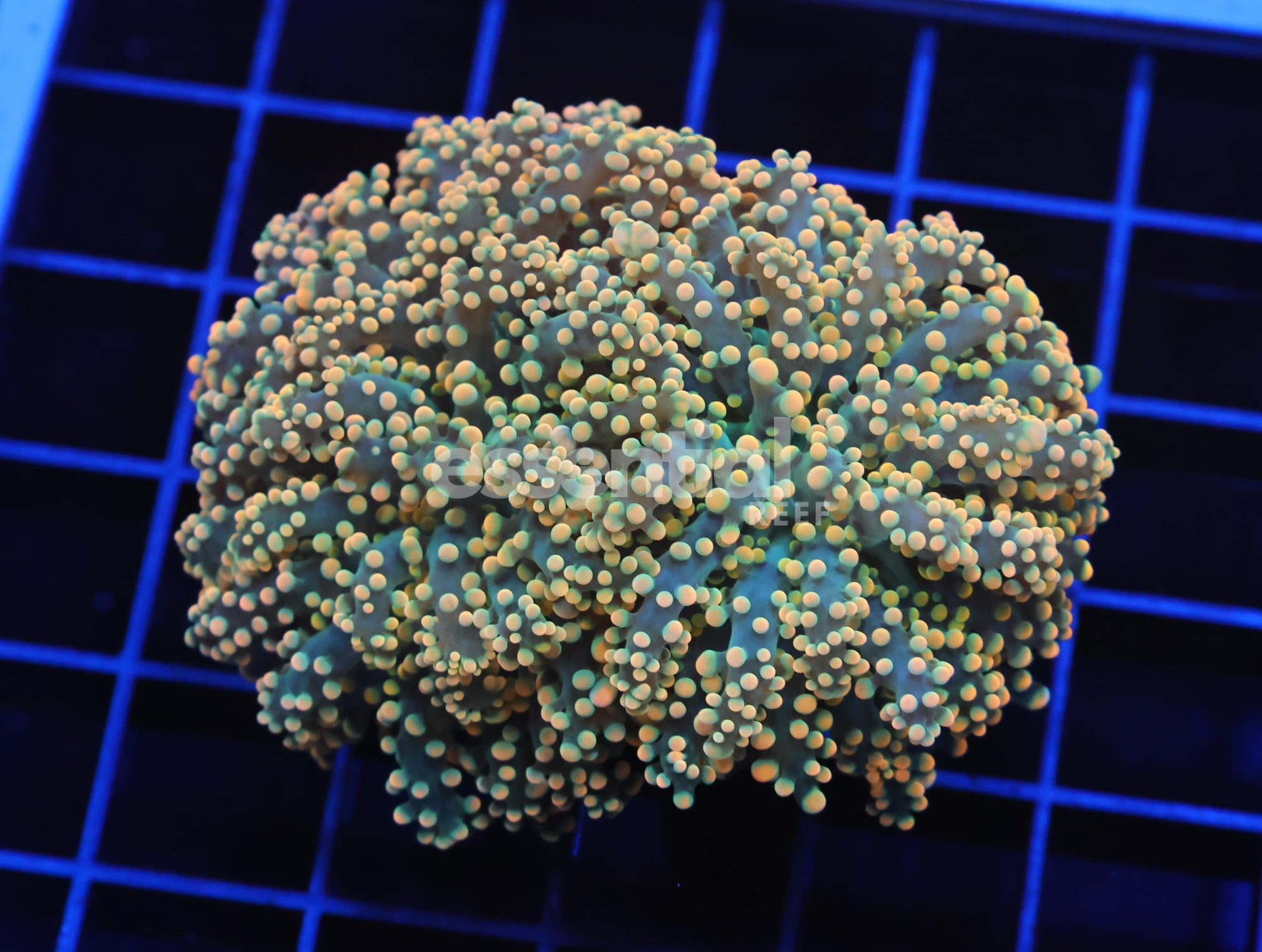 Watermarked - D64 - INDO FROGSPAWN BRANCH CITRUS BOMB 2 HEAD