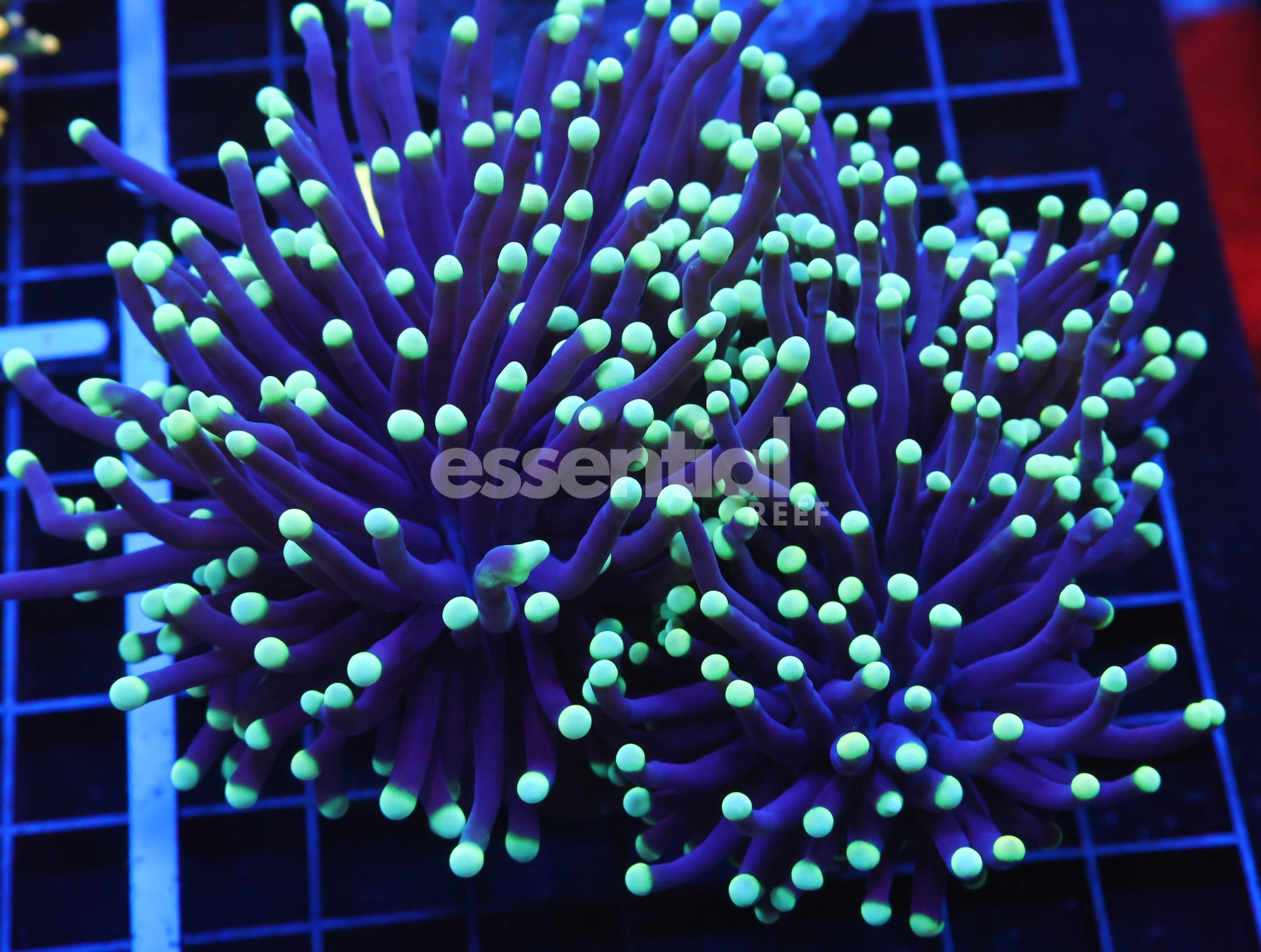 Watermarked - D65 - AUSSIE TORCH GREEN TIP PURPLE 3 HEAD