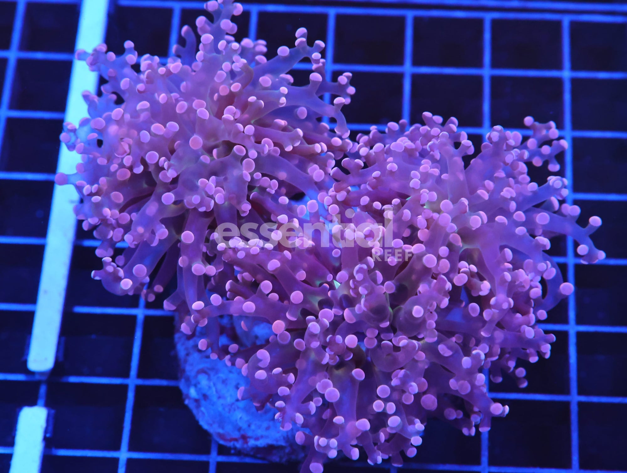 Watermarked - D67 - INDO FROGSPAWN BRANCH ORANGE 3 HEAD